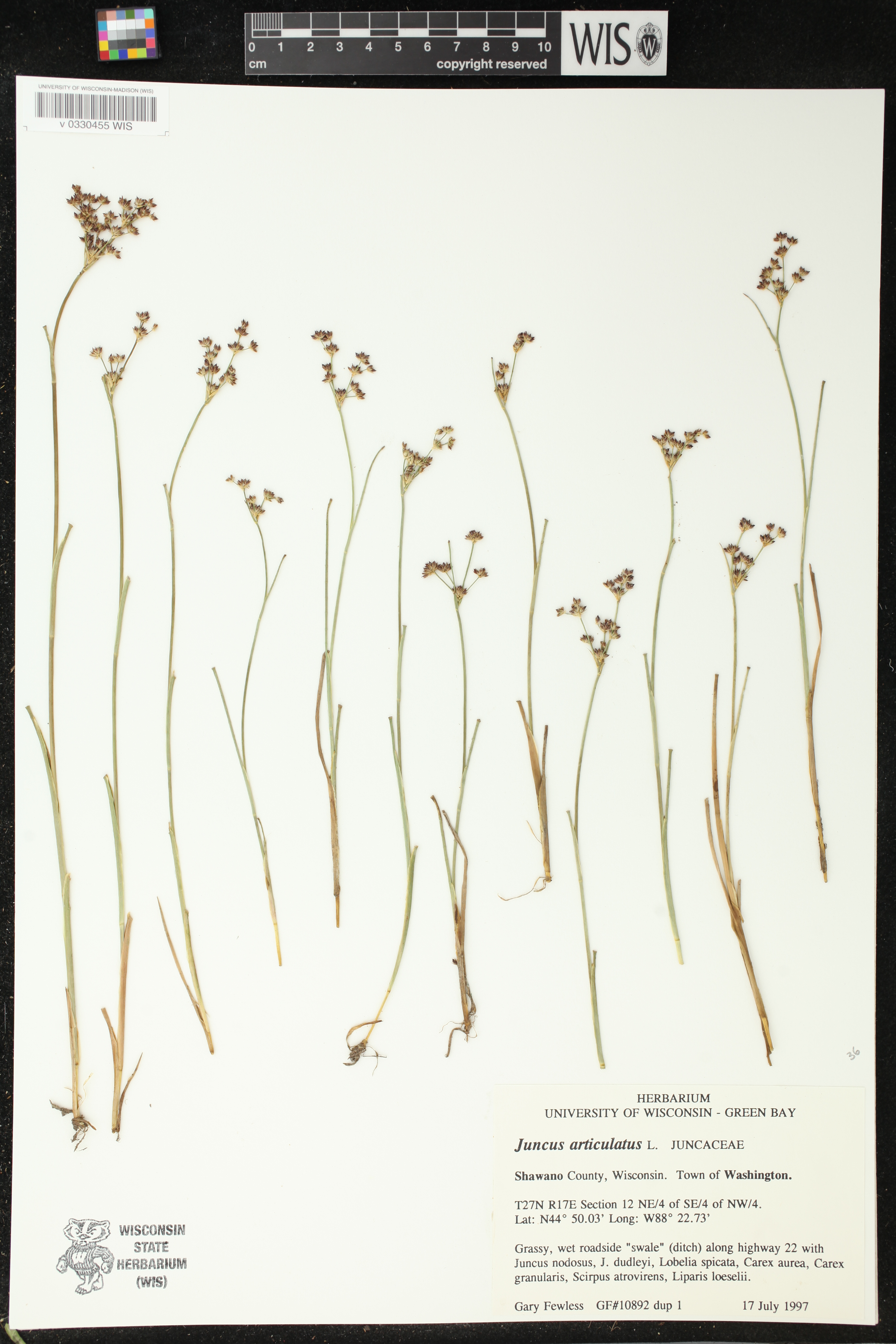 Juncus articulatus image