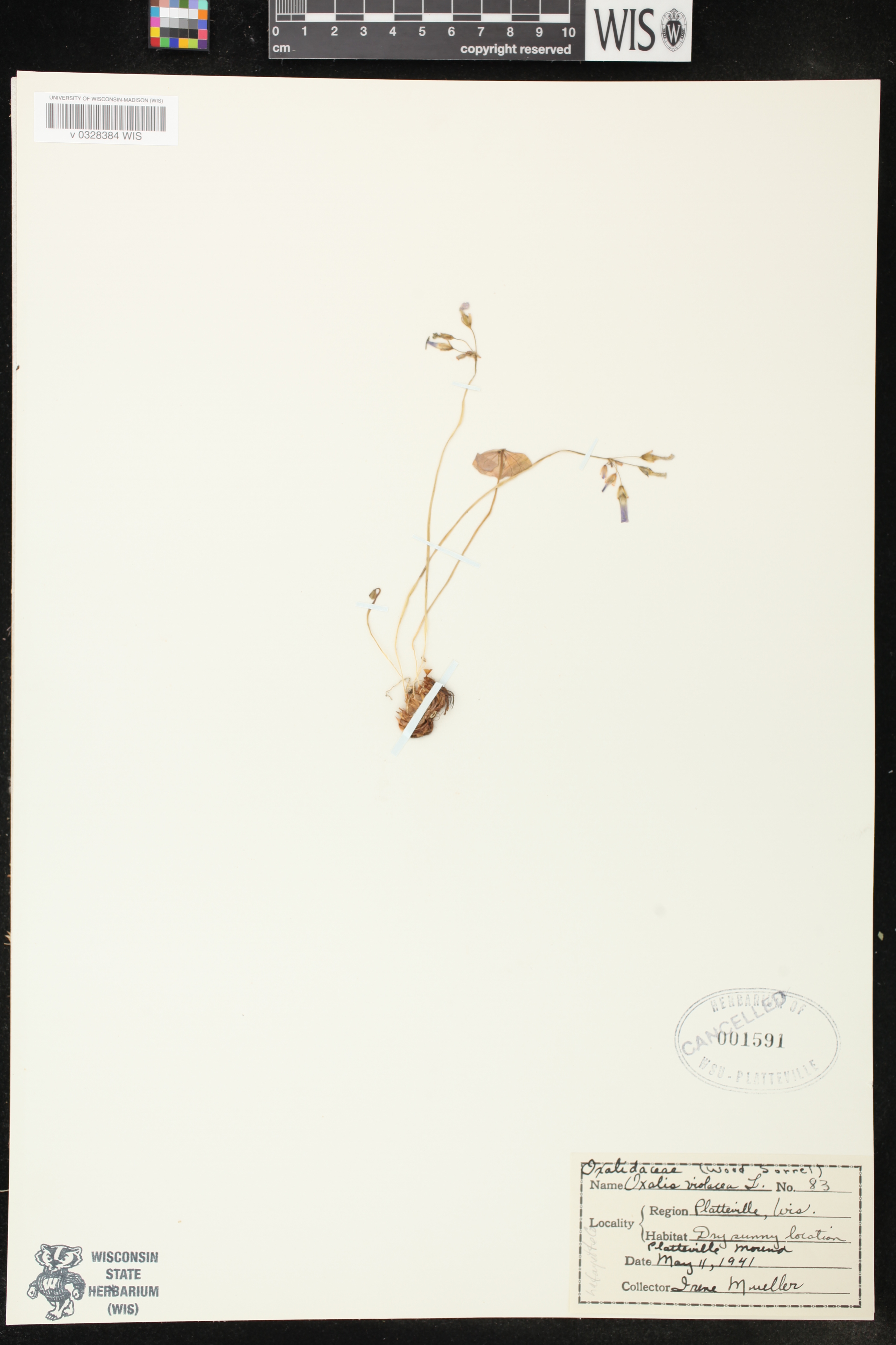 Oxalis violacea image