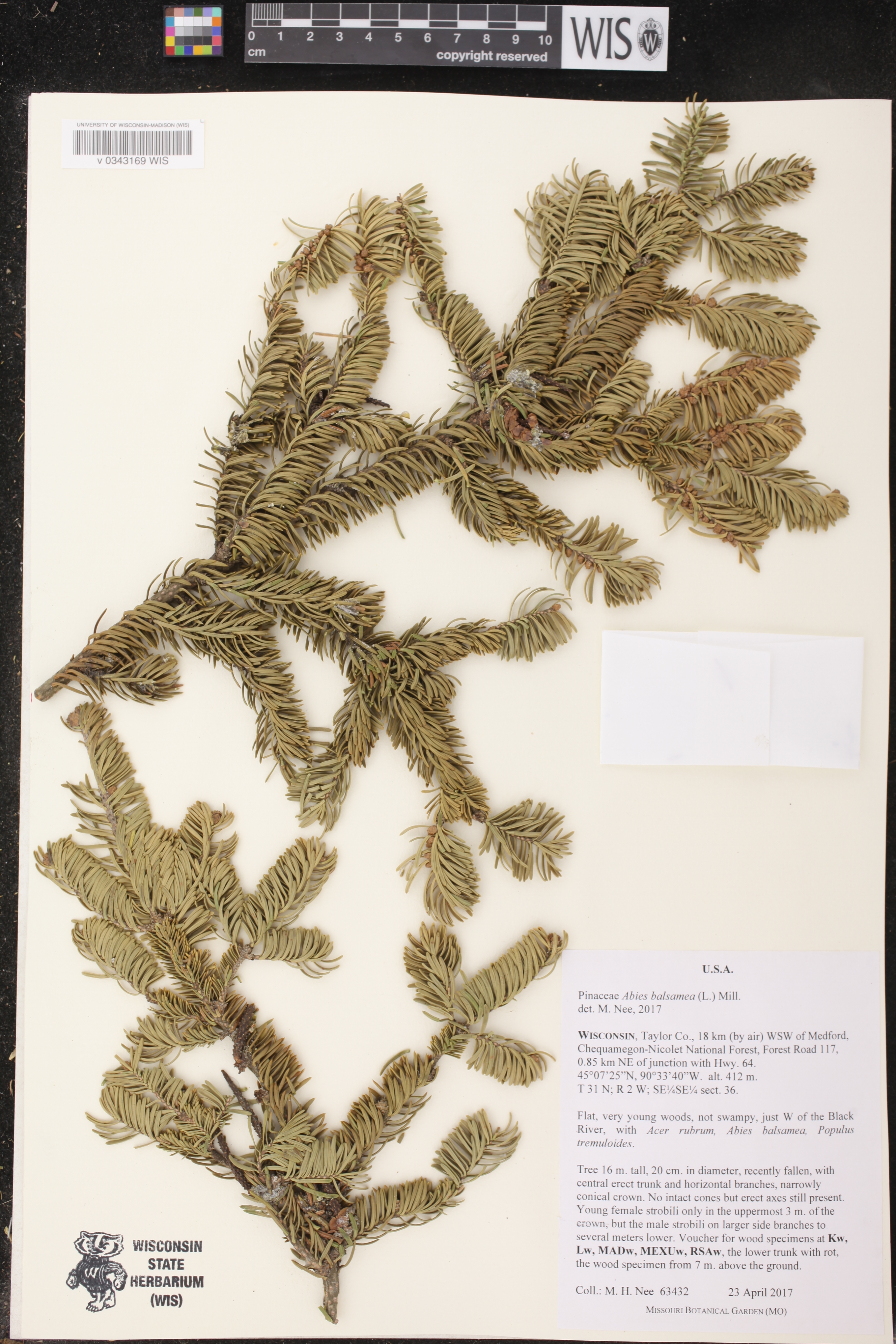 Abies balsamea image