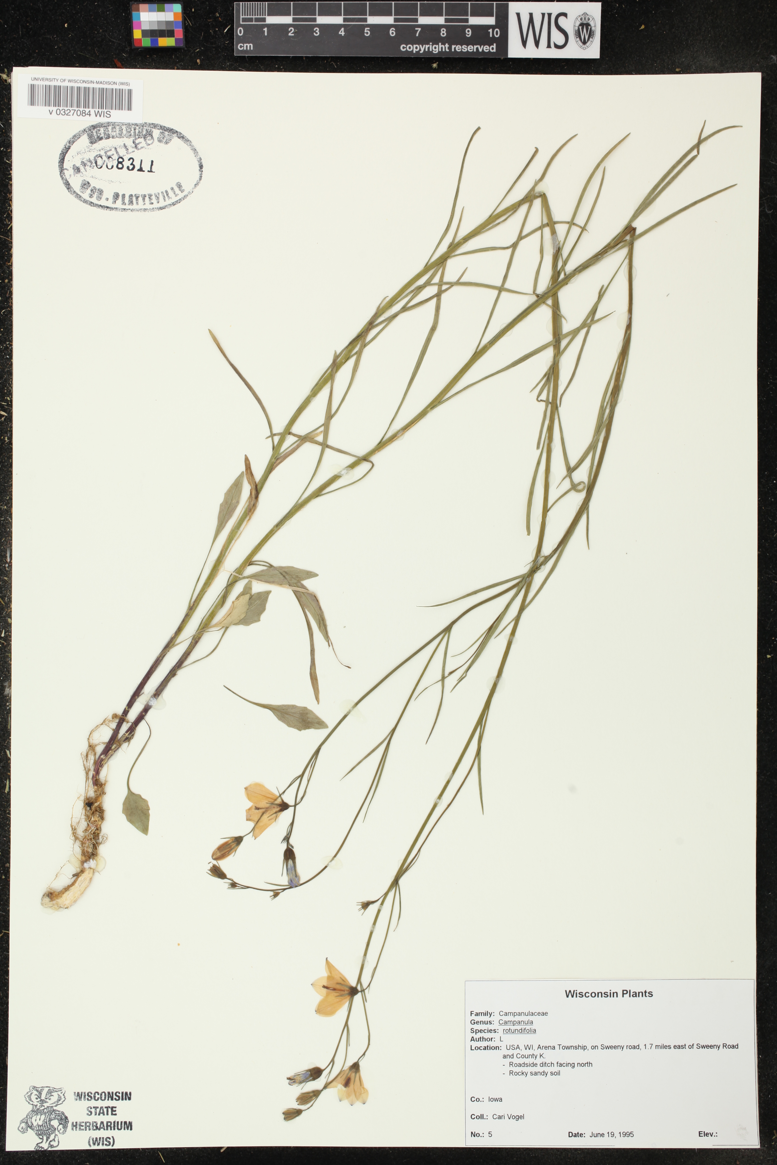 Campanula rotundifolia image