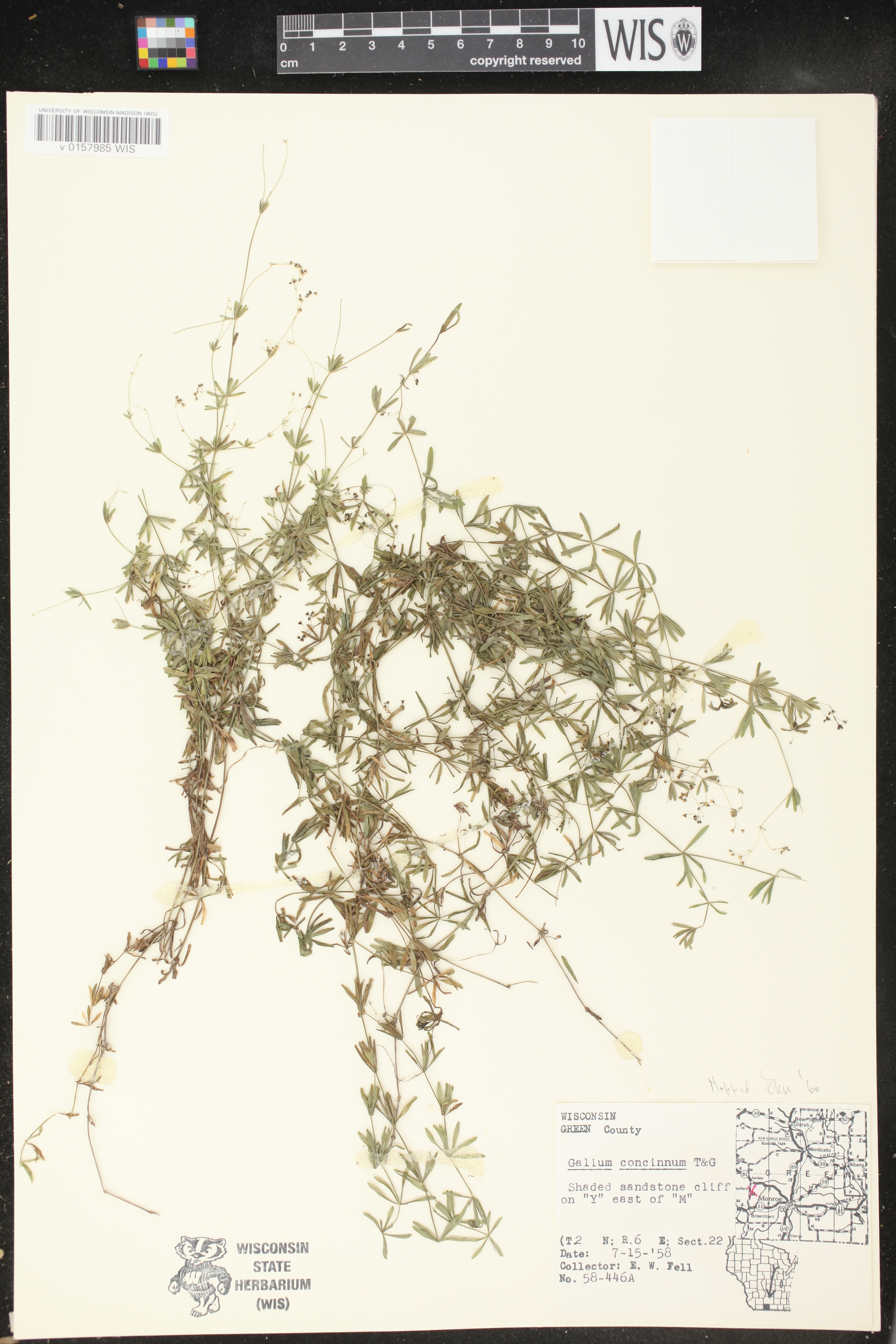 Galium concinnum image