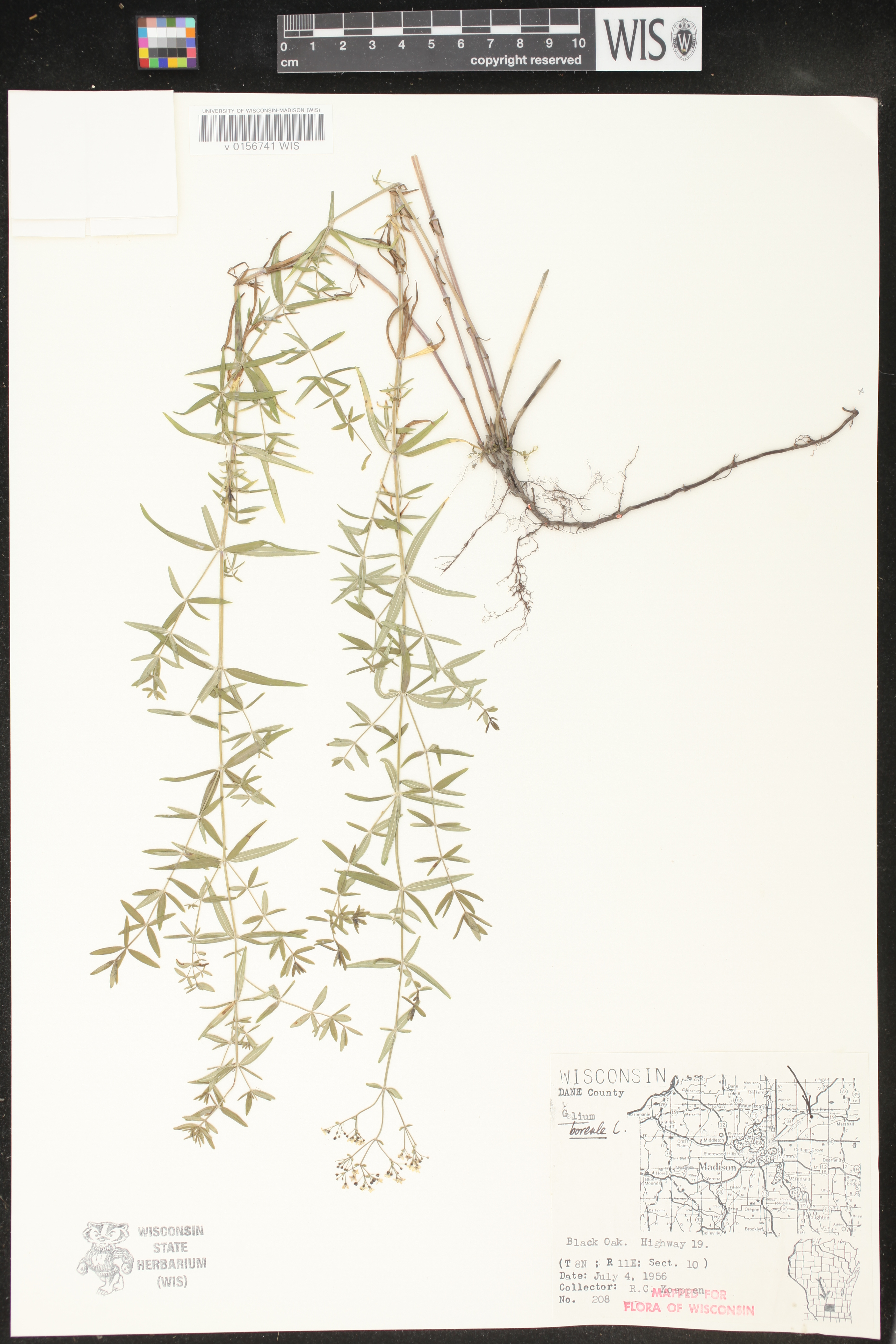 Galium boreale image
