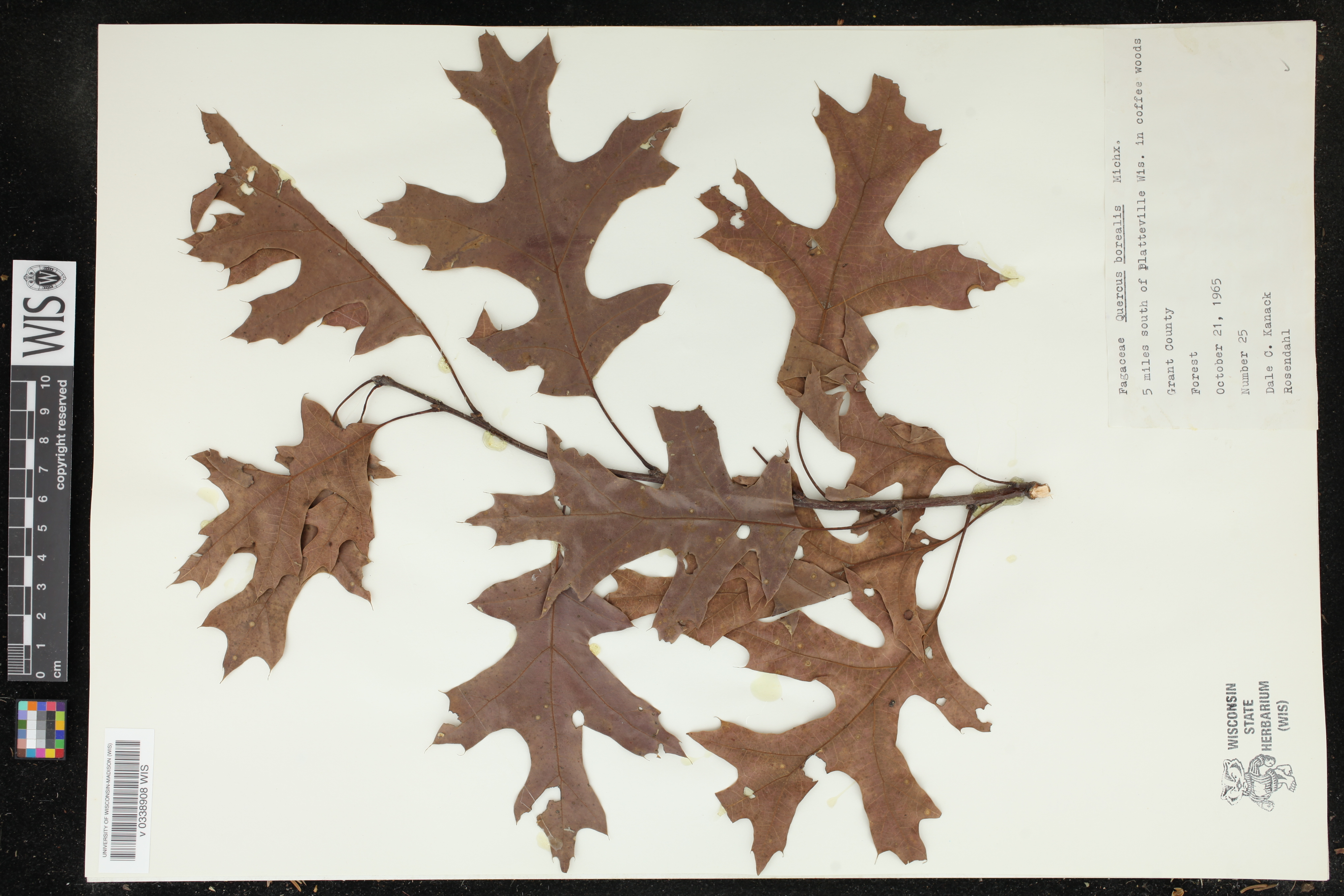 Quercus rubra image