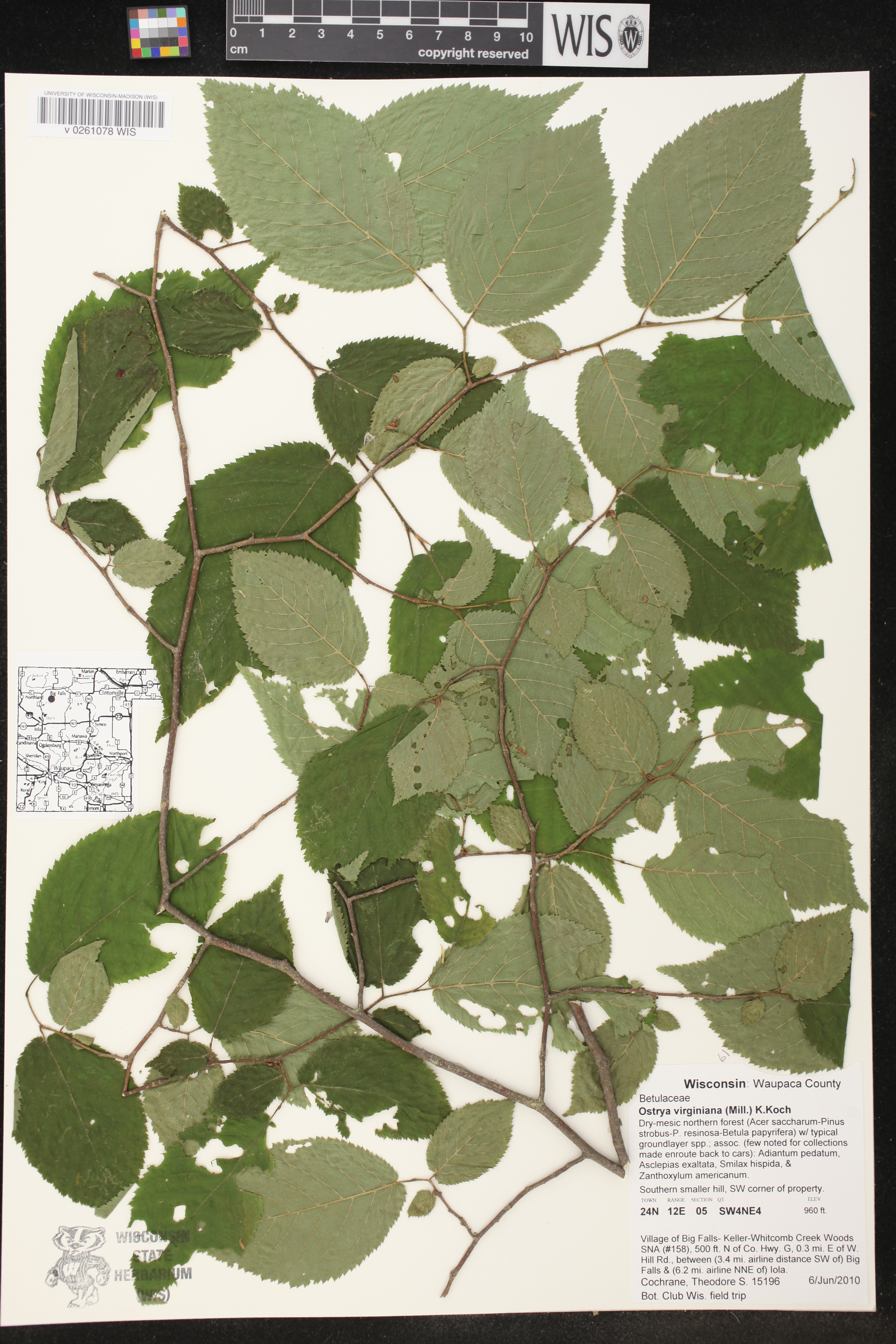 Ostrya virginiana image