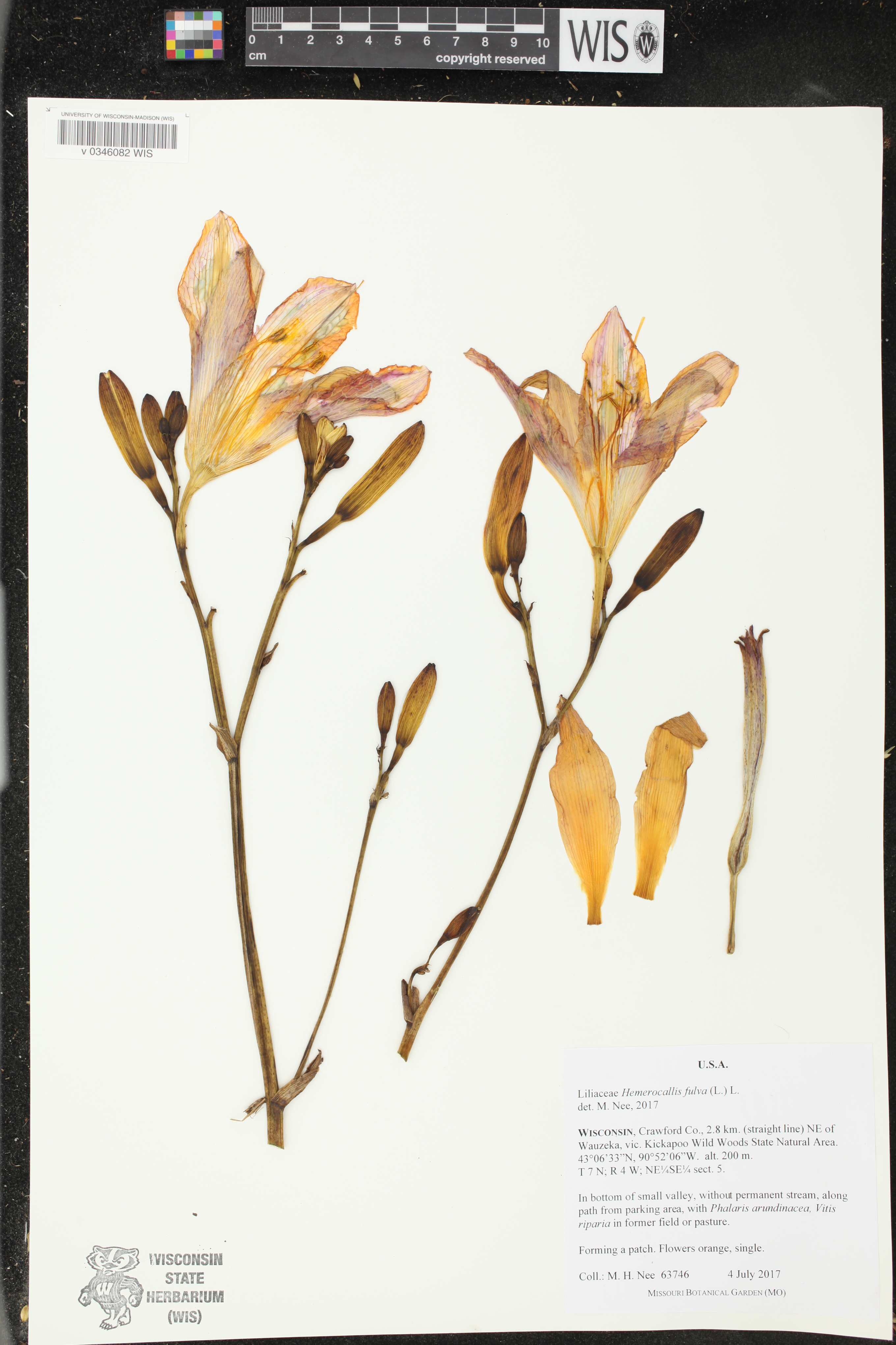 Hemerocallis fulva image