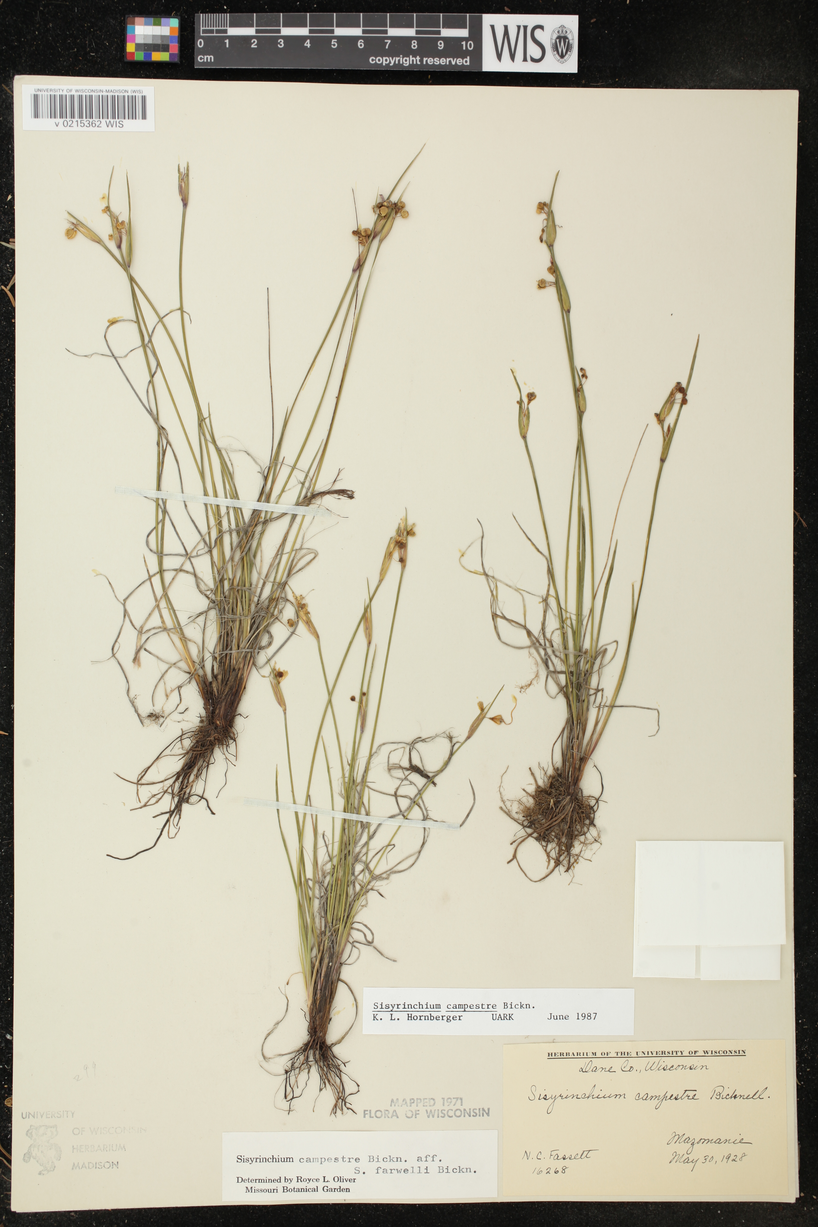 Sisyrinchium campestre image