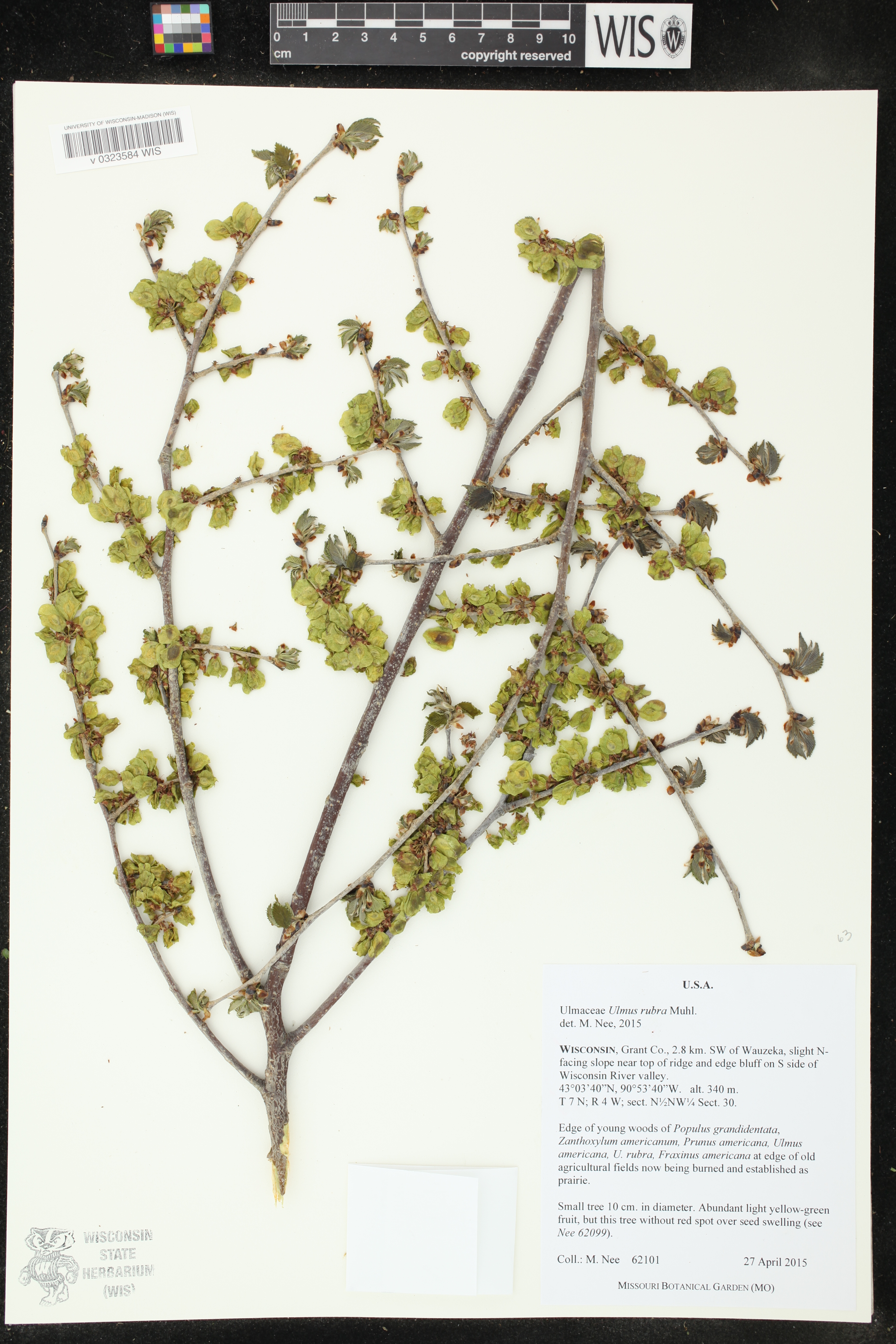 Ulmus rubra image