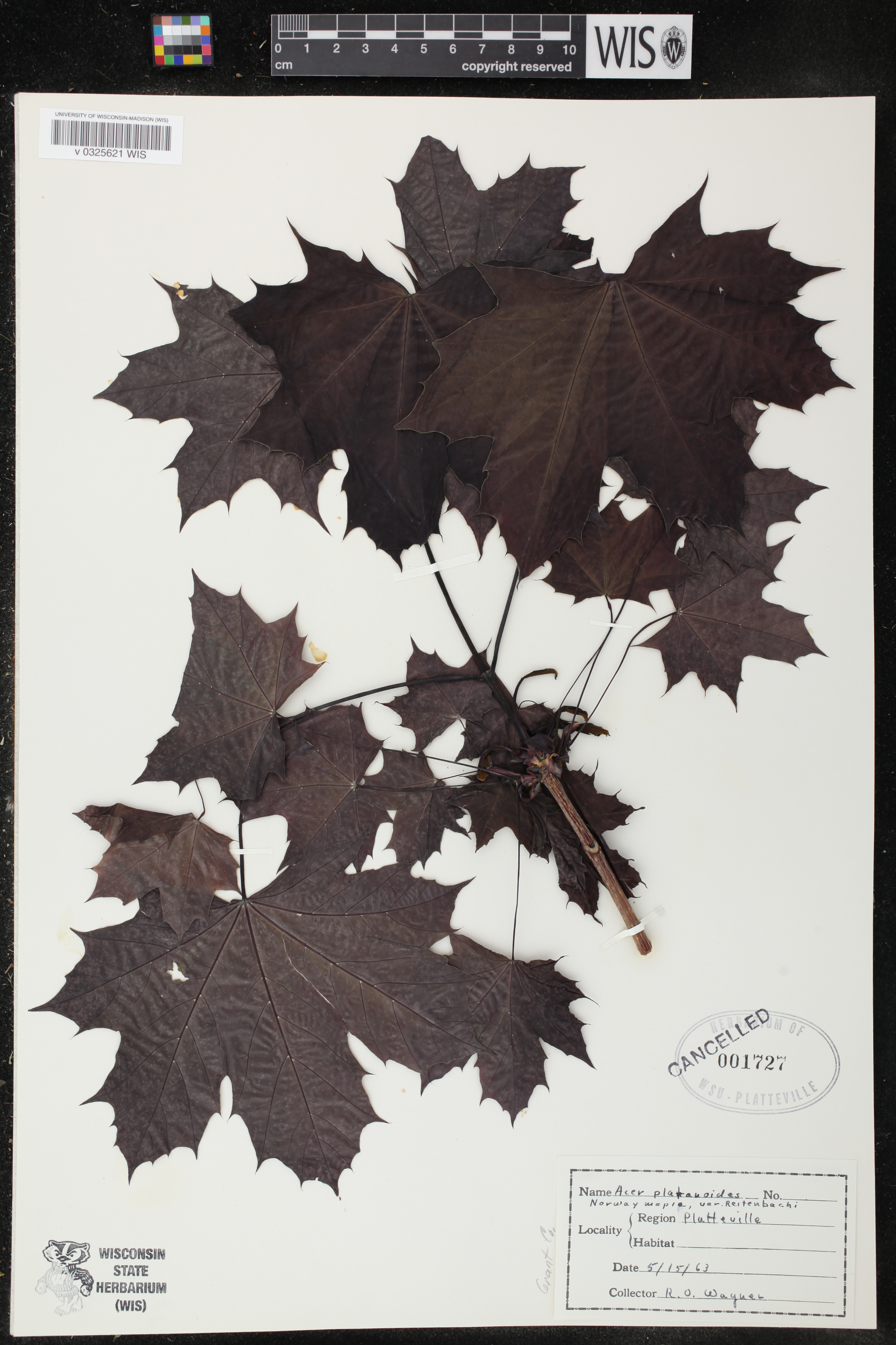 Acer platanoides subsp. platanoides image