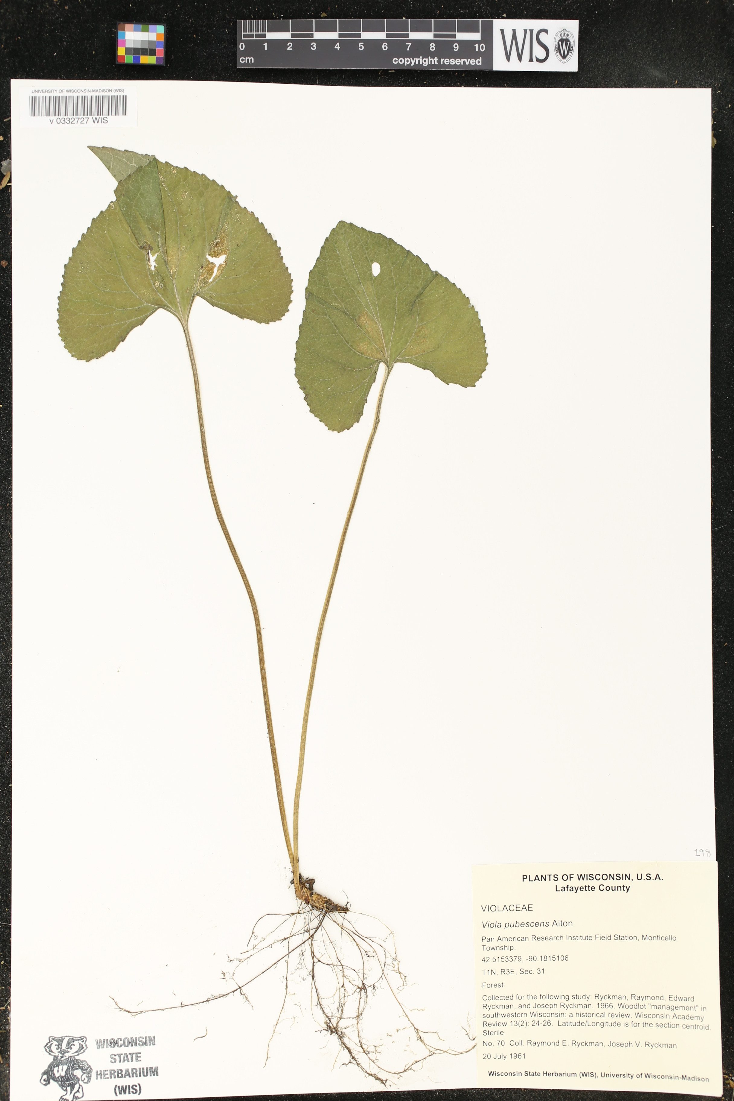 Viola pubescens image