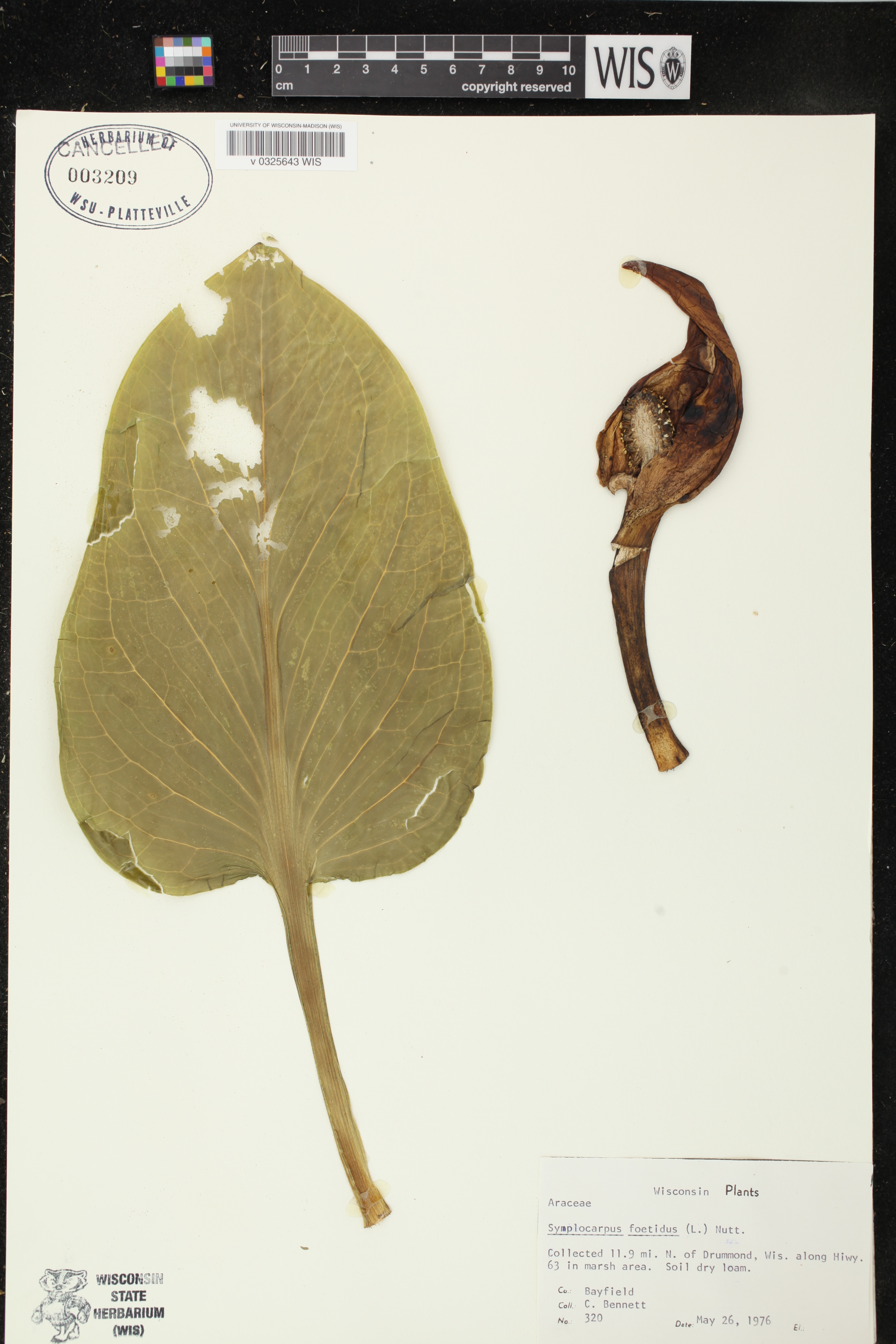 Symplocarpus foetidus image