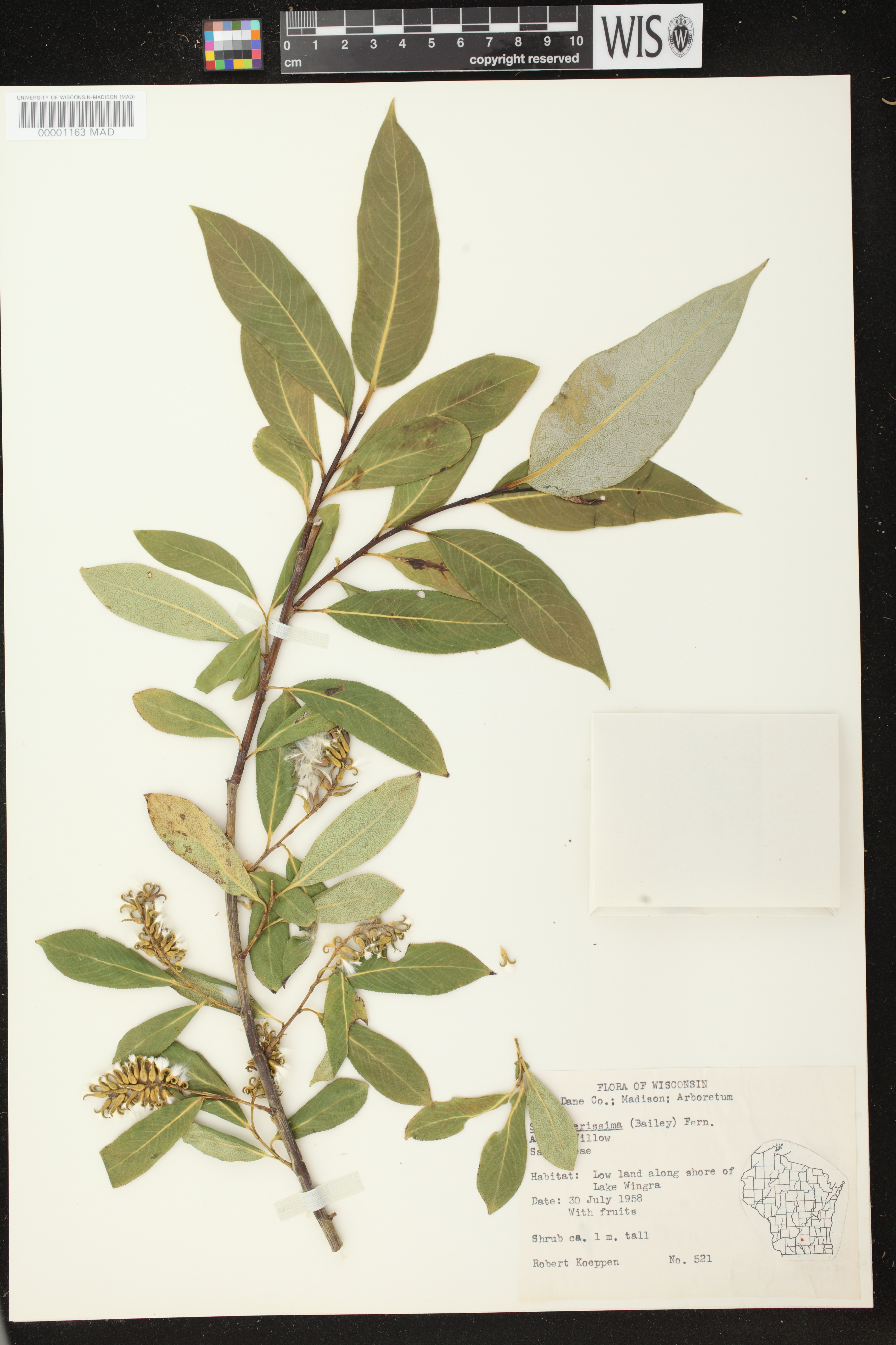 Salix serissima image