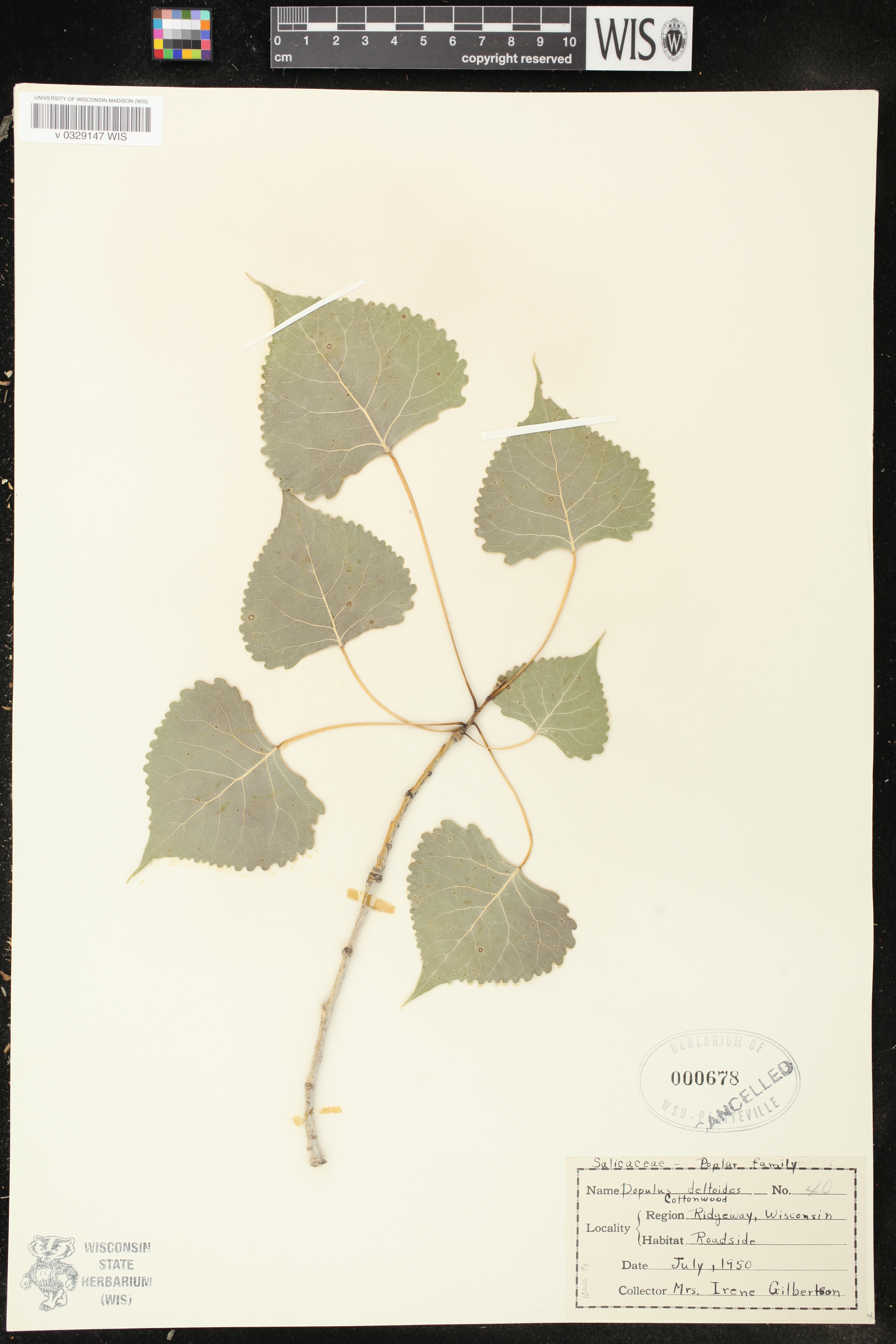 Populus deltoides image