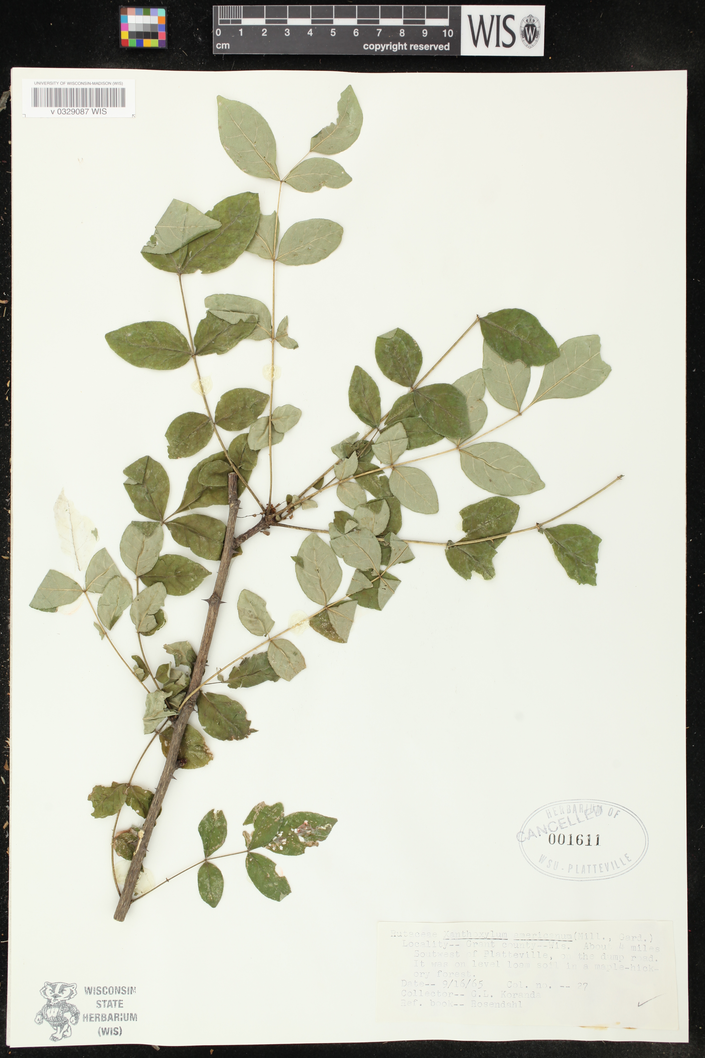Zanthoxylum americanum image