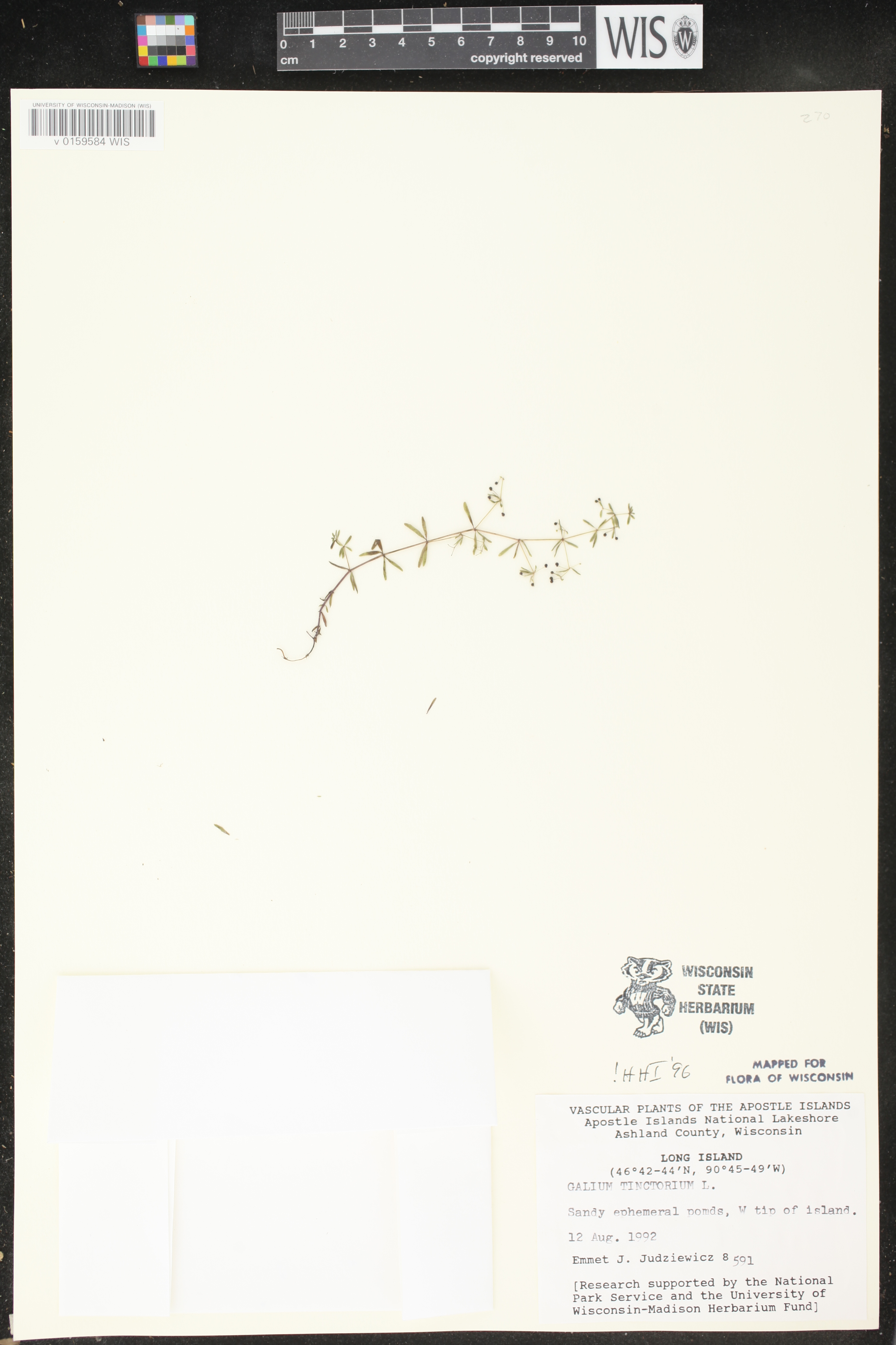 Galium tinctorium image