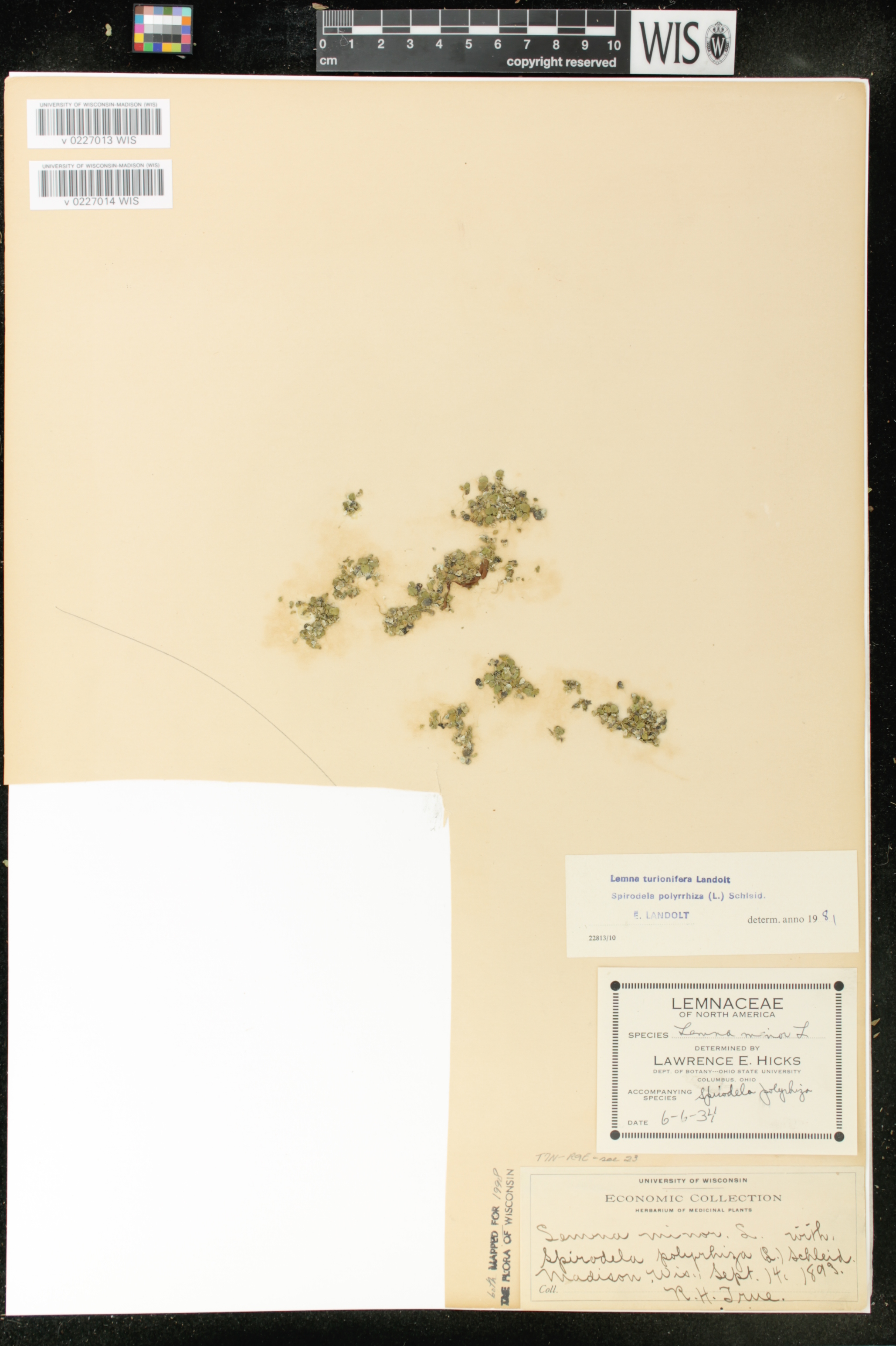 Spirodela polyrrhiza image