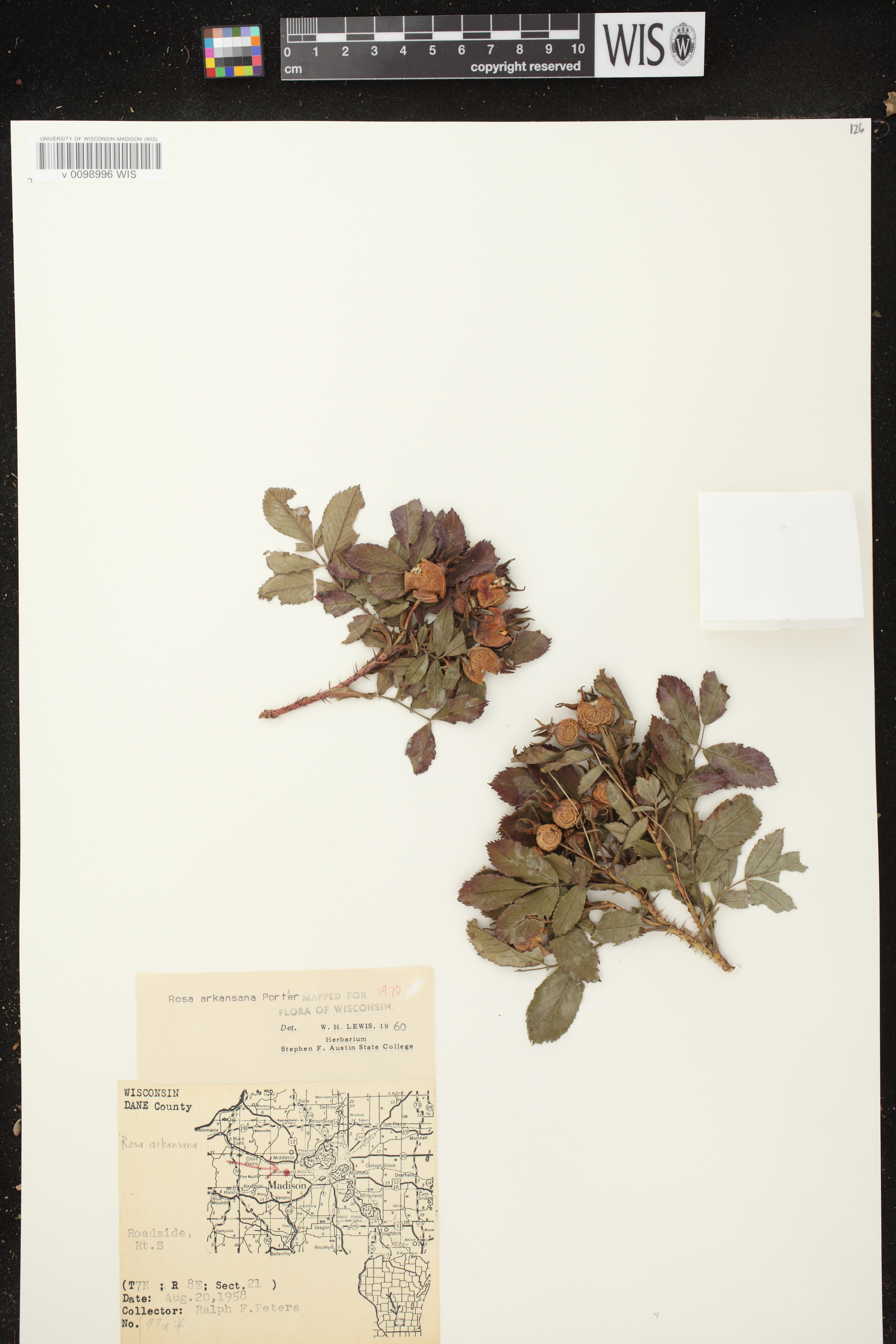 Rosa arkansana image