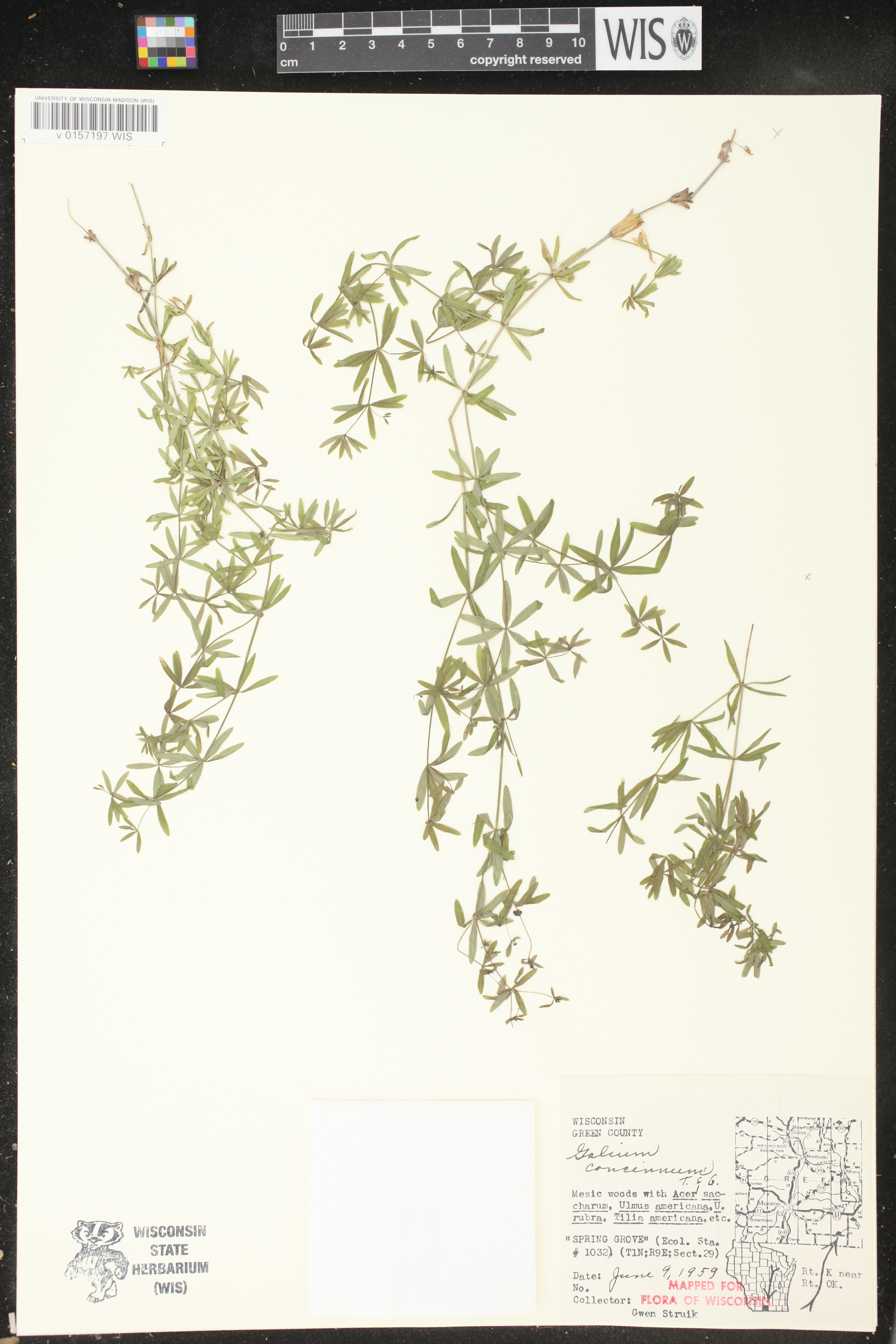 Galium concinnum image