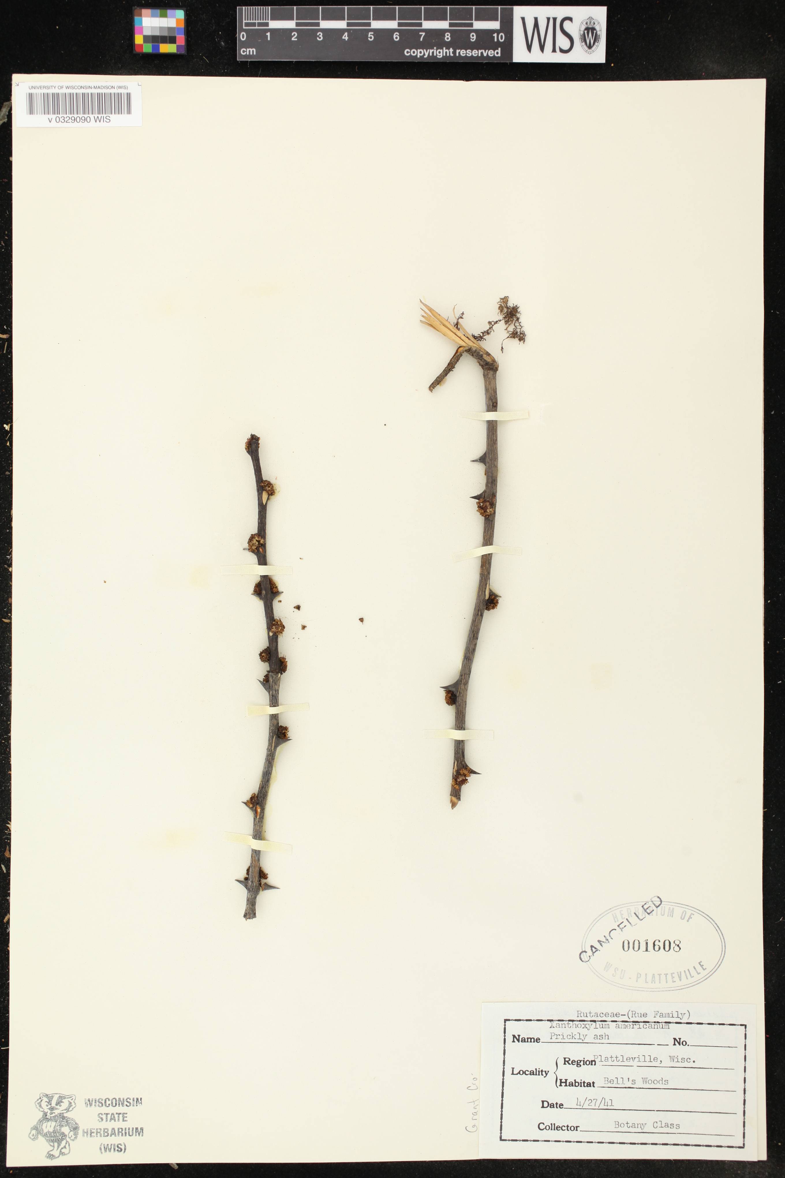 Zanthoxylum americanum image