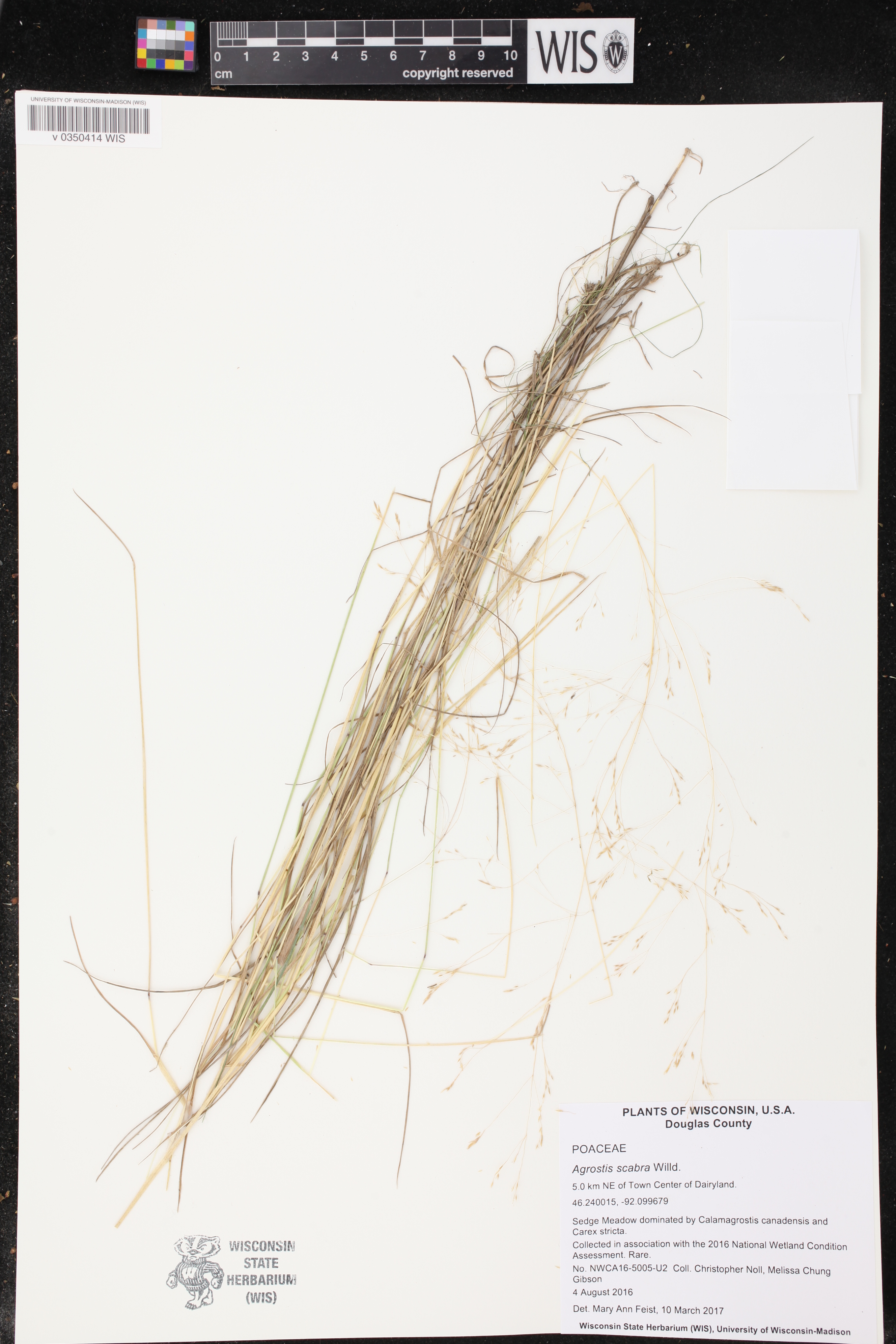 Agrostis scabra image