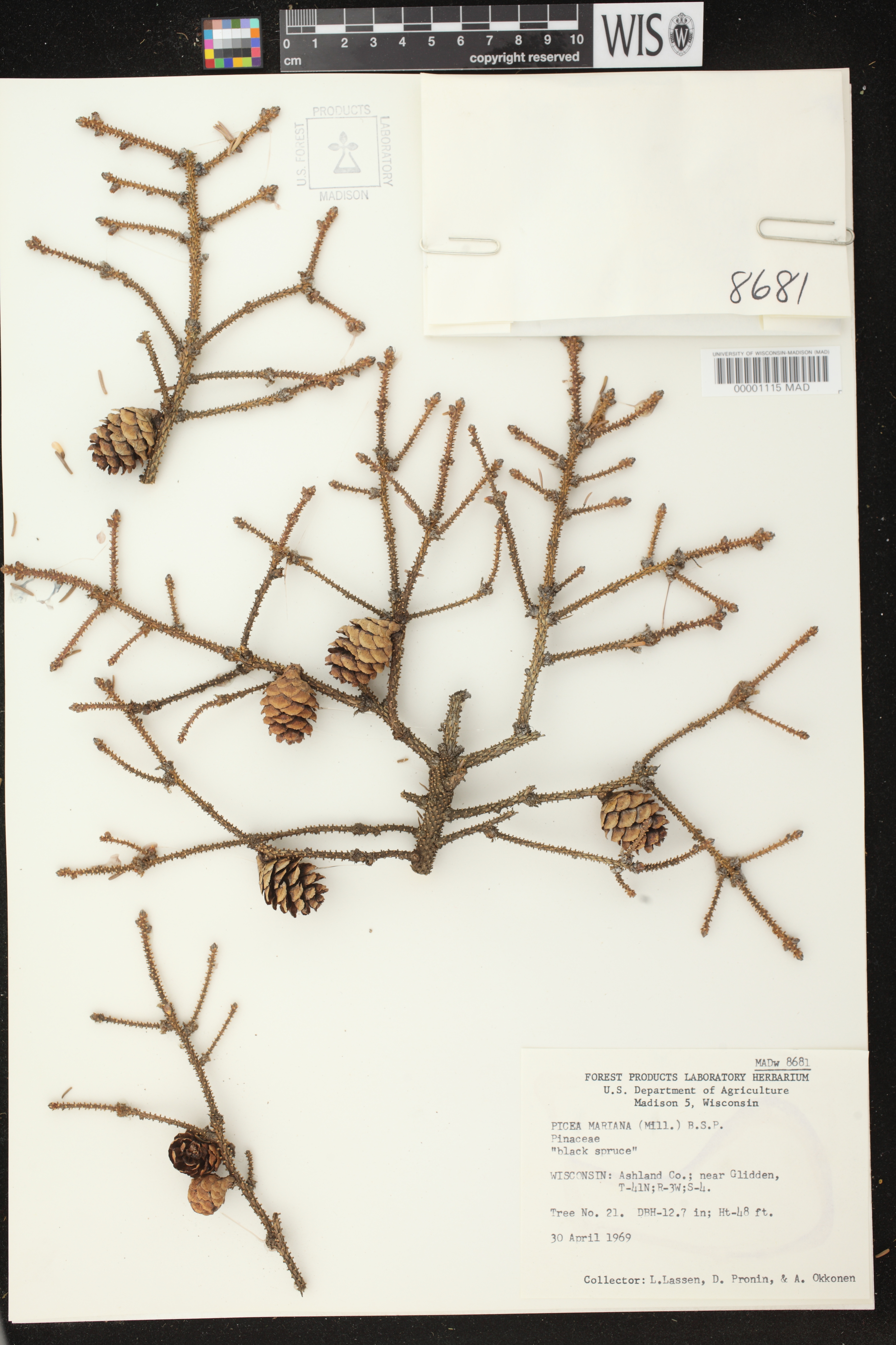 Picea mariana image