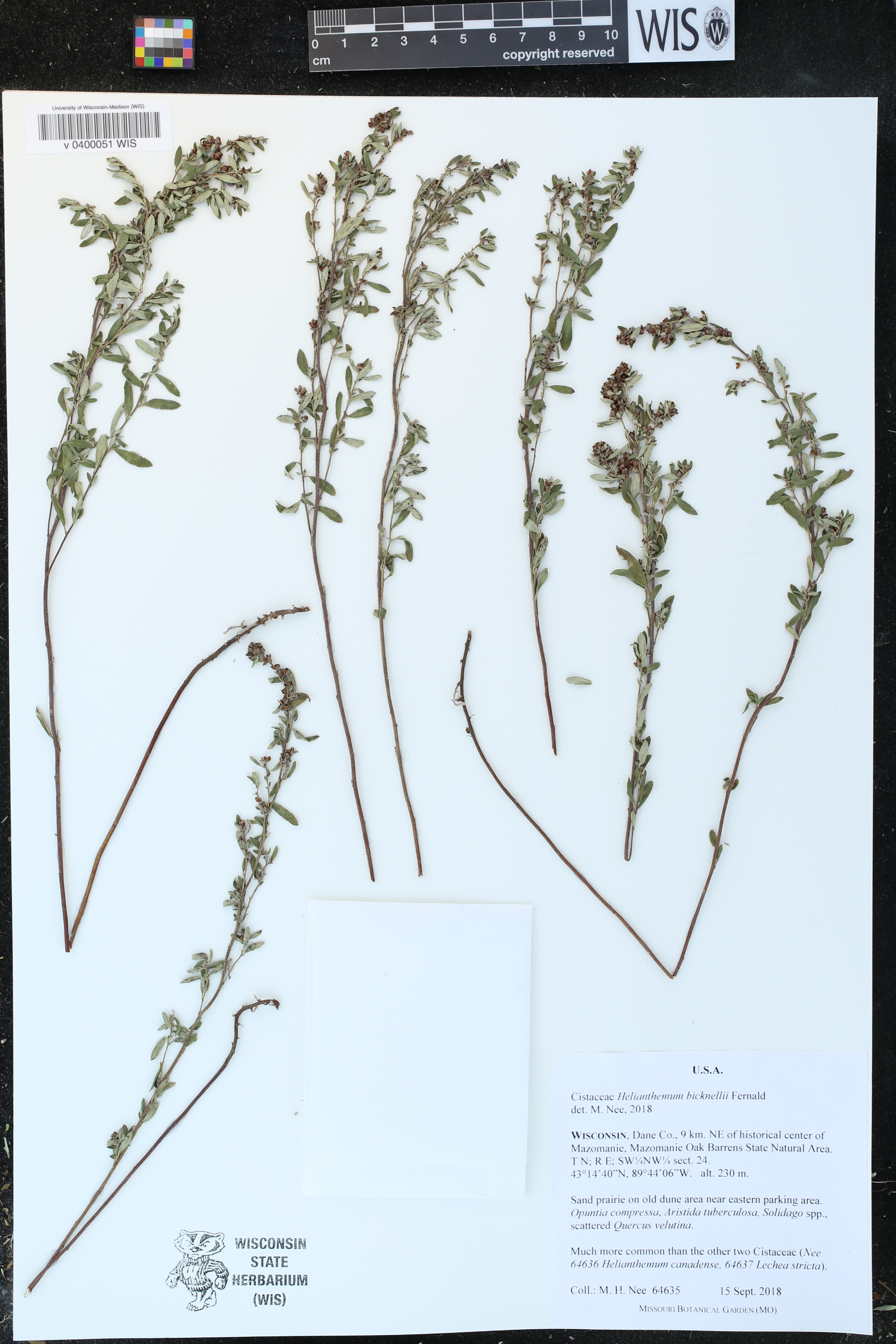 Crocanthemum bicknellii image