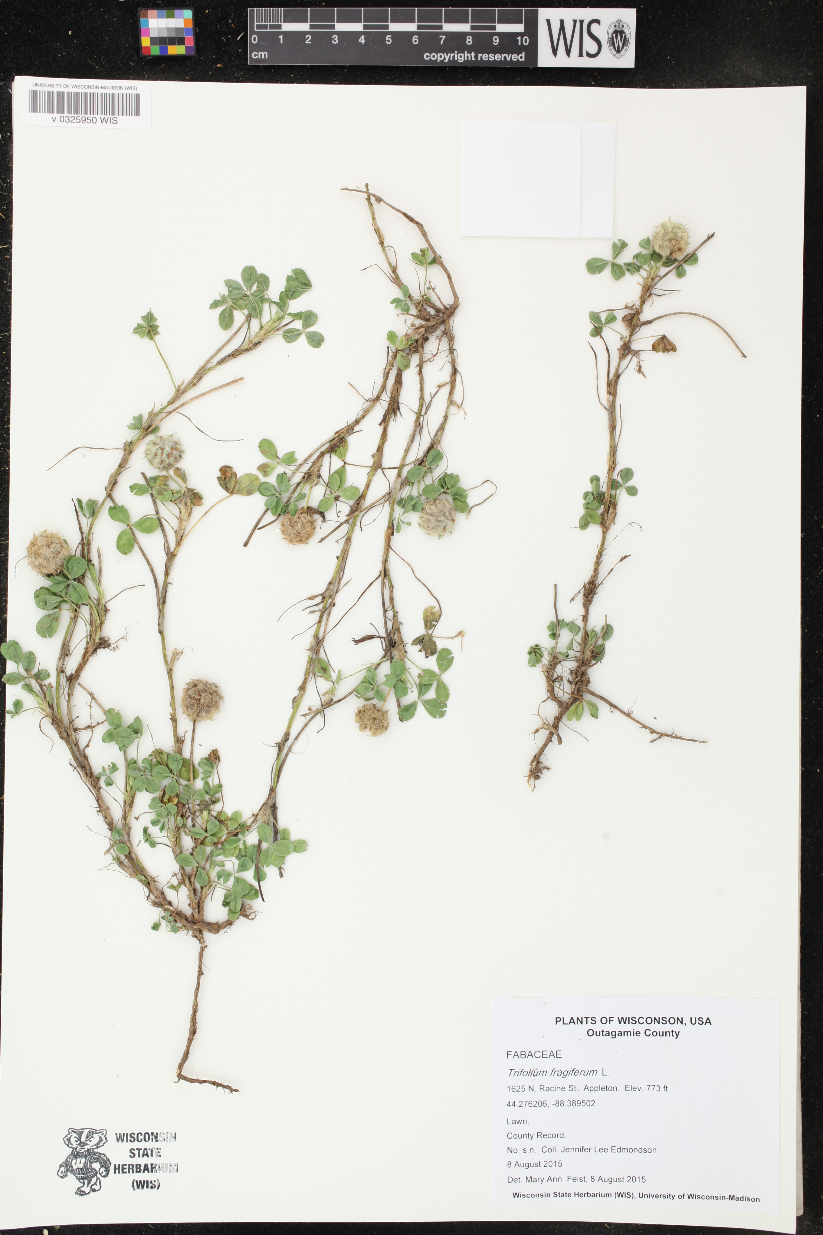 Trifolium fragiferum image