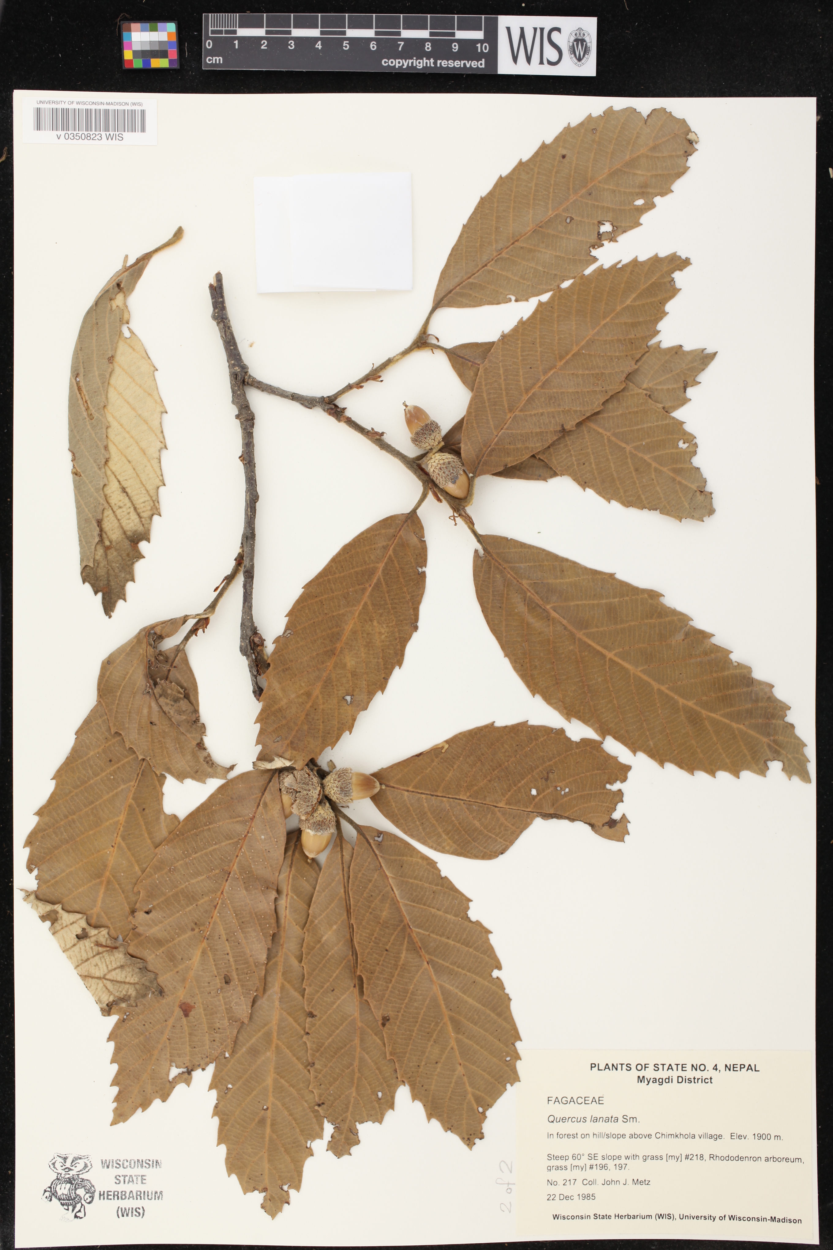 Quercus lanata image