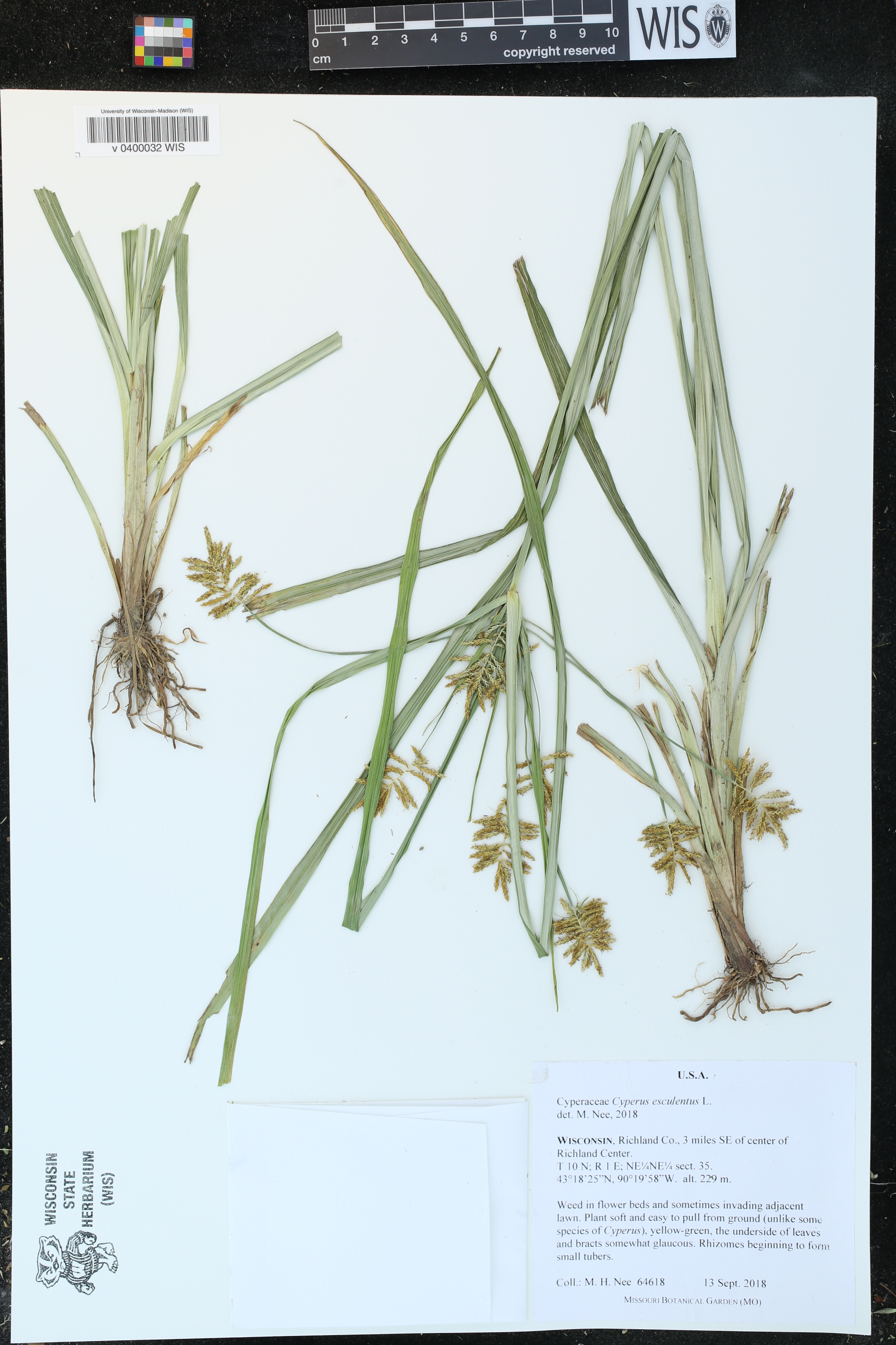 Cyperus esculentus image