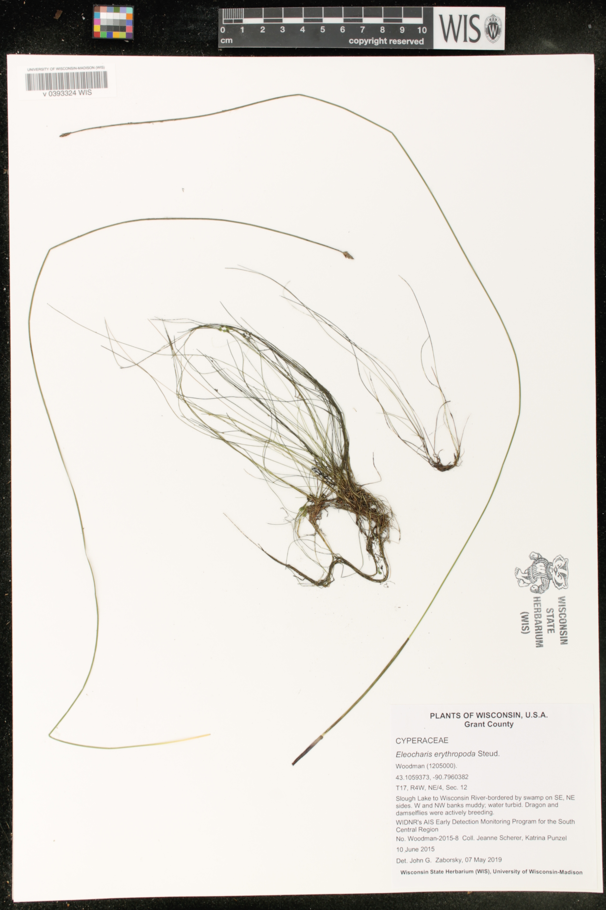 Eleocharis erythropoda image