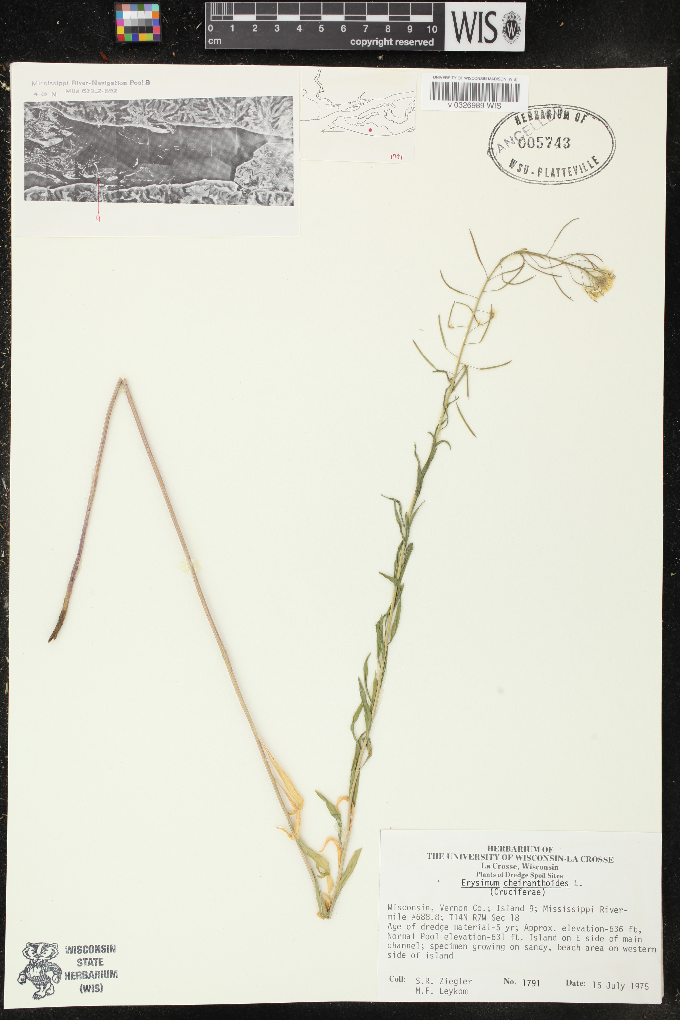 Erysimum cheiranthoides image
