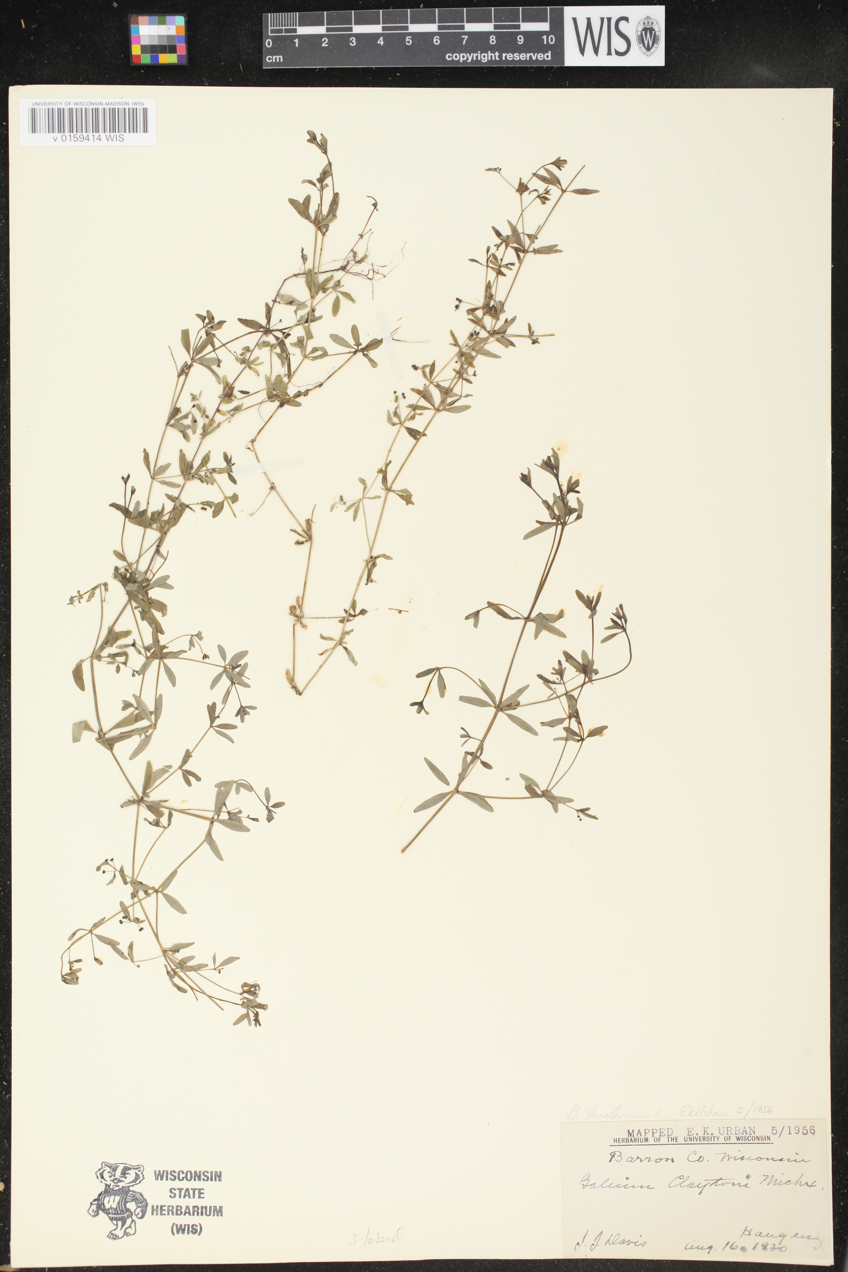 Galium tinctorium image