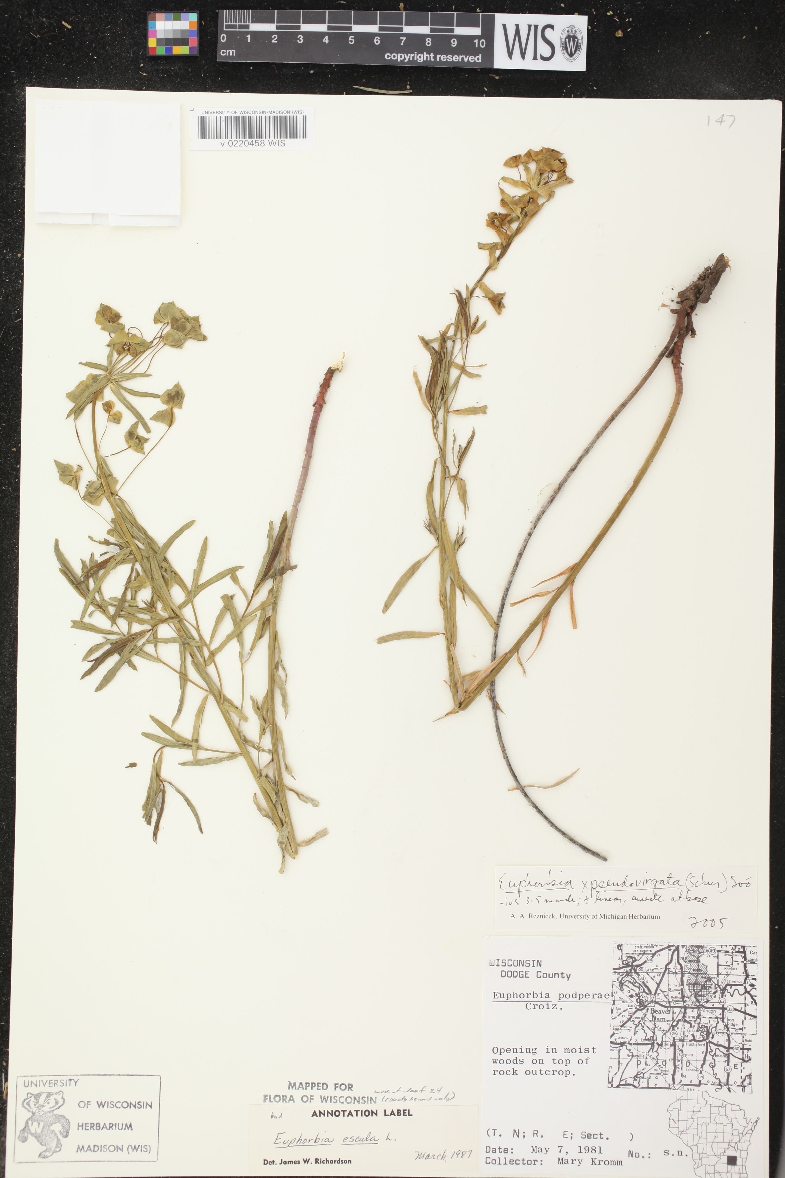 Image of Euphorbia x pseudovirgata