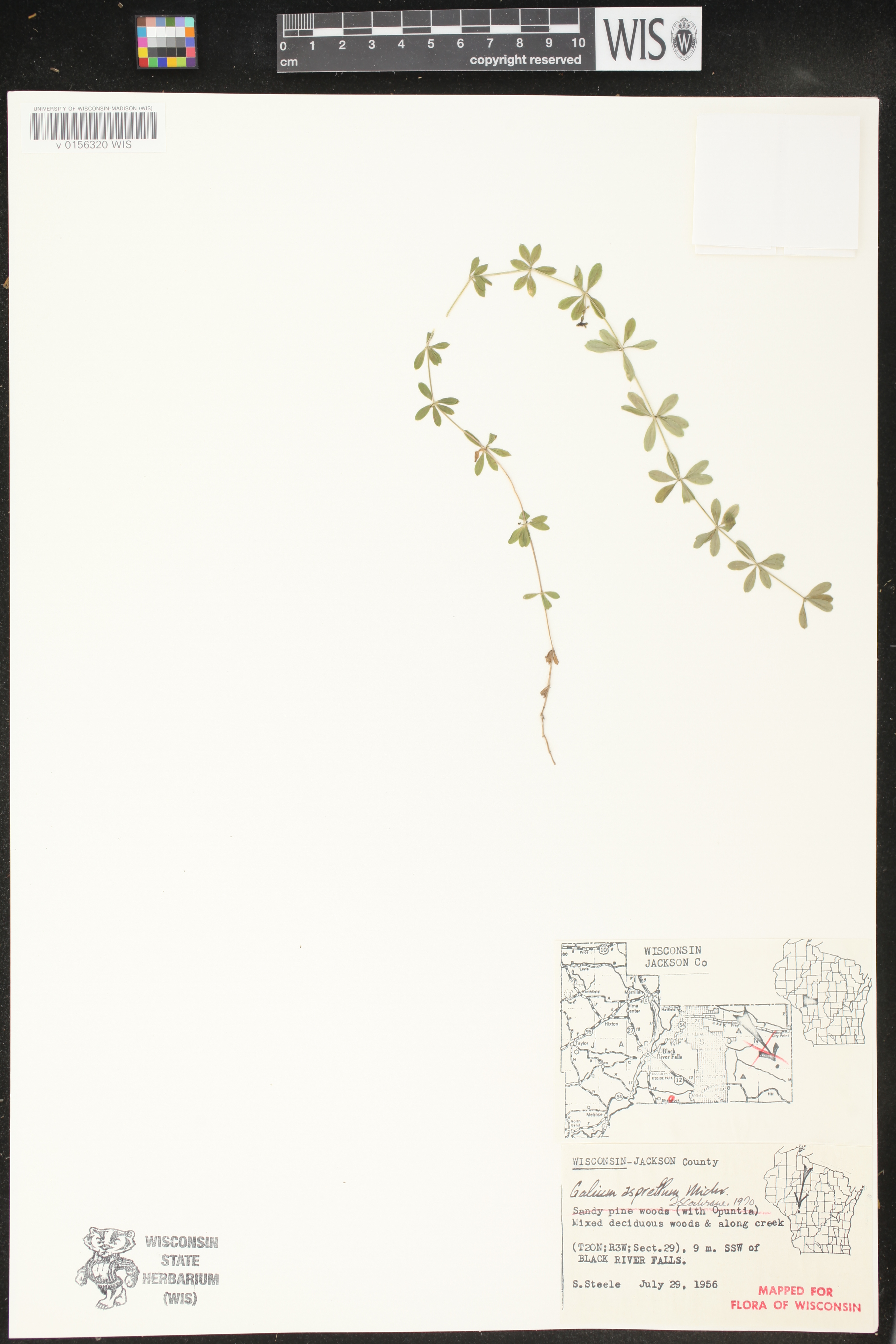 Galium asprellum image