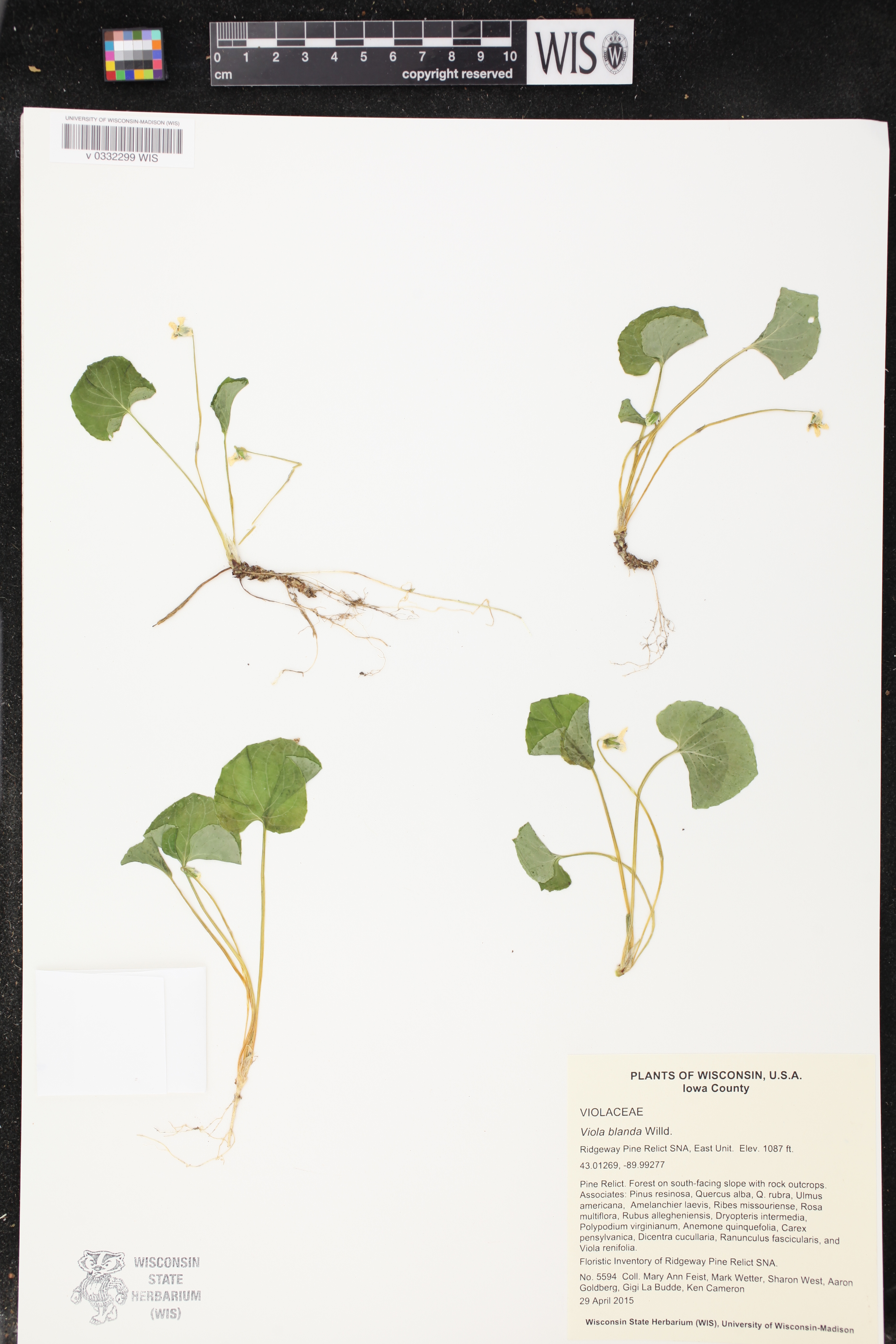 Viola blanda image