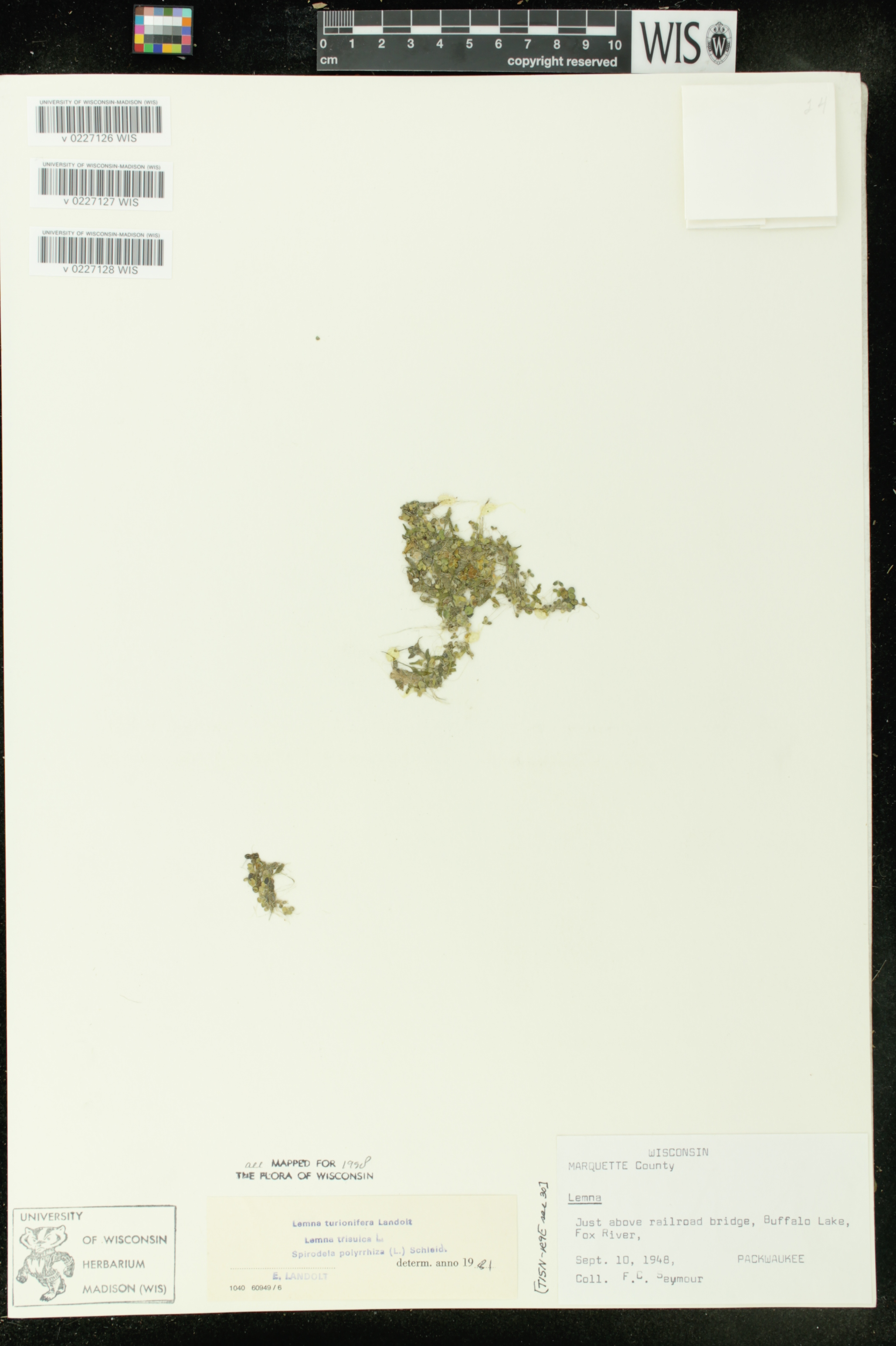 Spirodela polyrrhiza image
