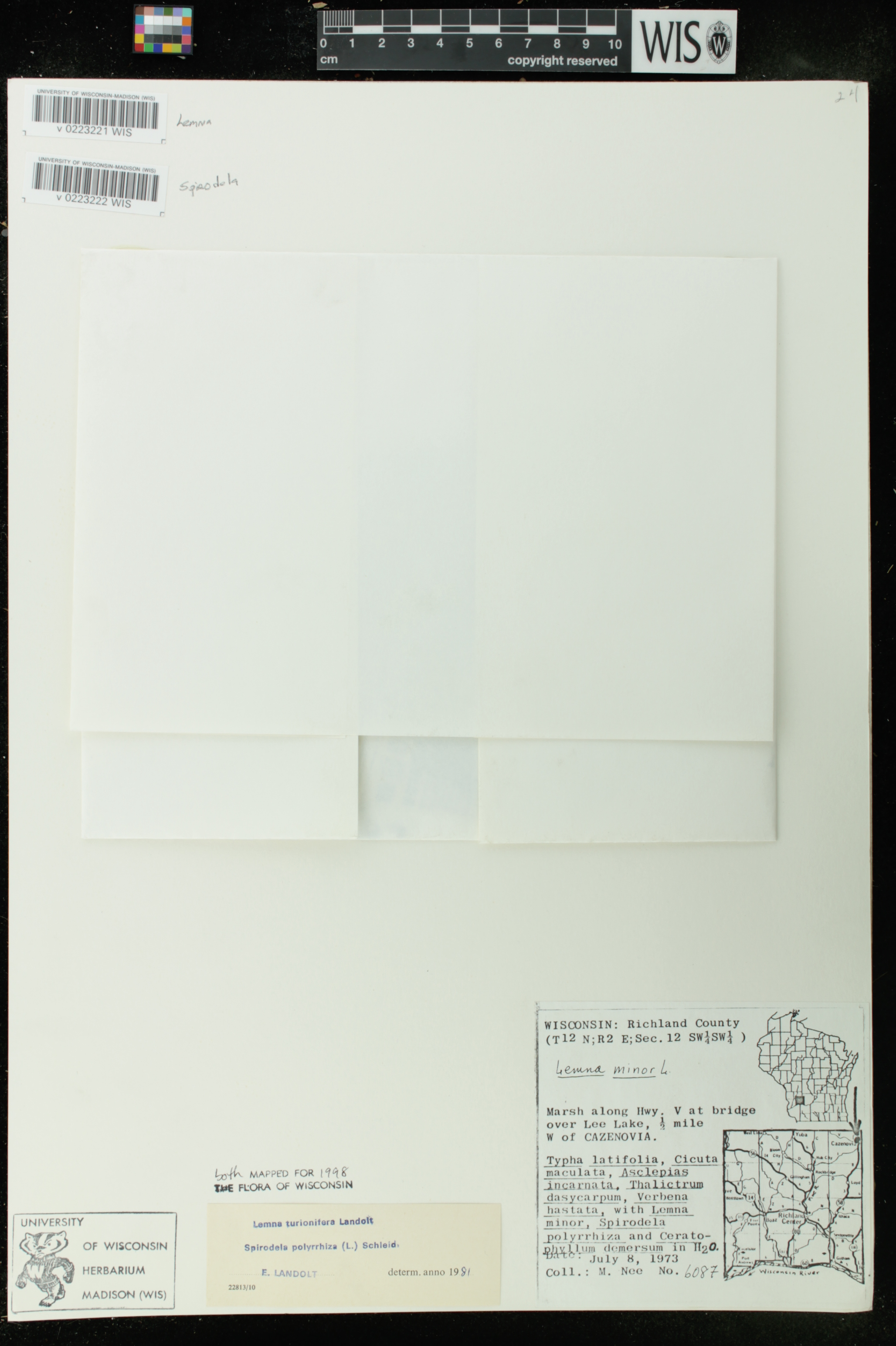 Spirodela polyrrhiza image