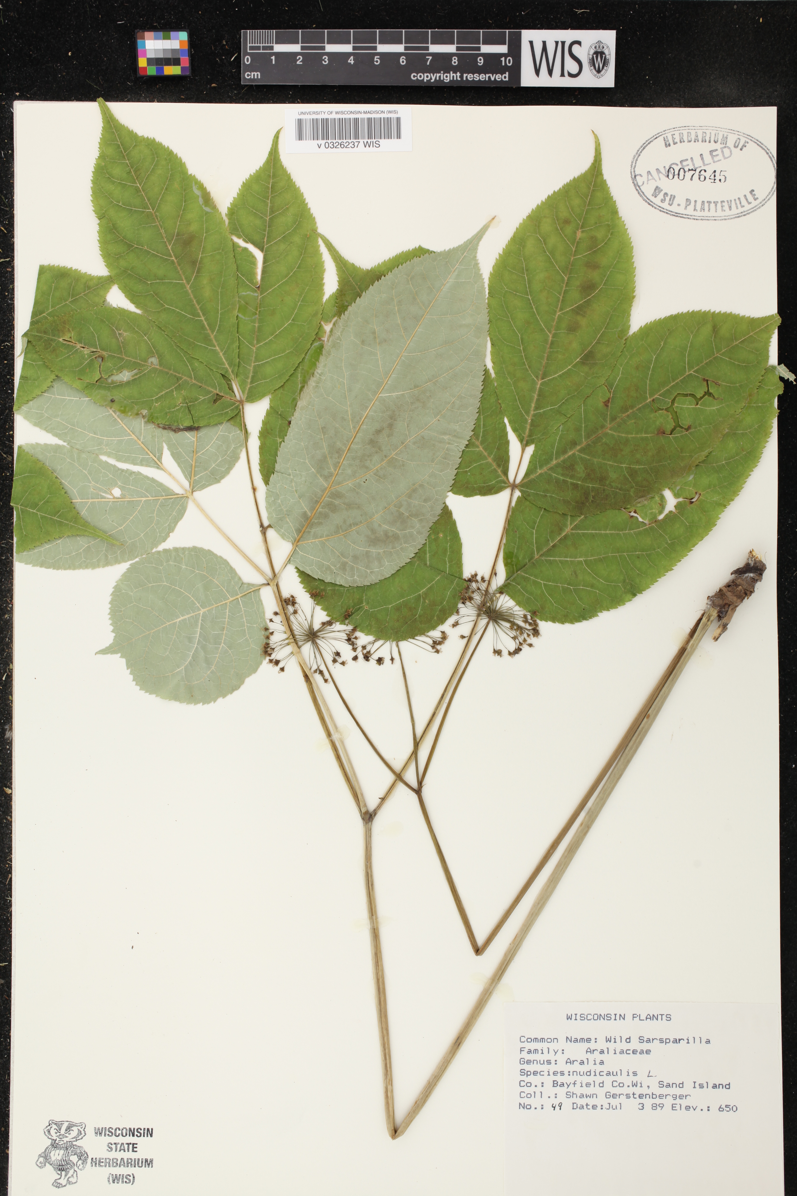 Aralia nudicaulis image