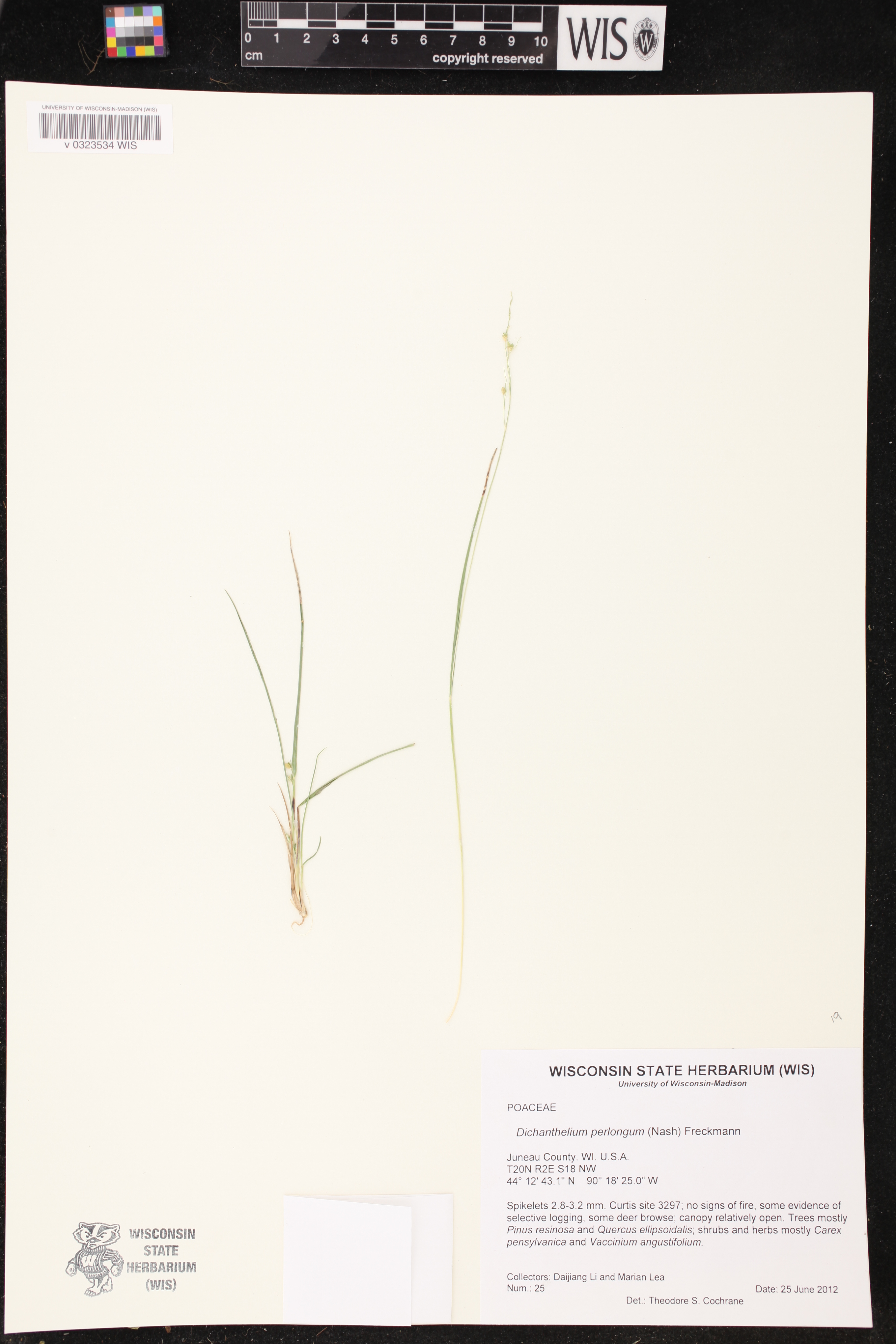 Dichanthelium perlongum image