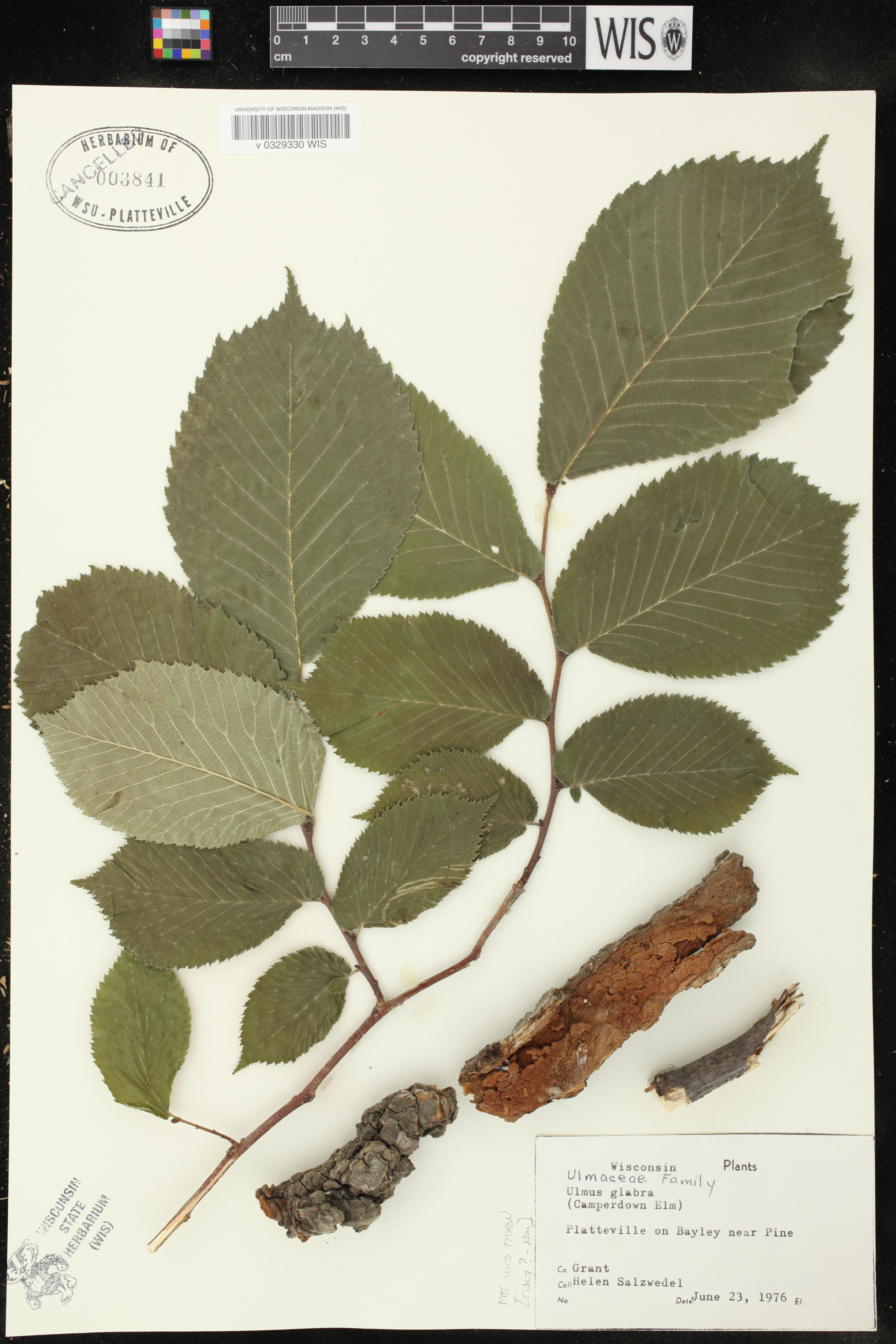 Ulmus americana image
