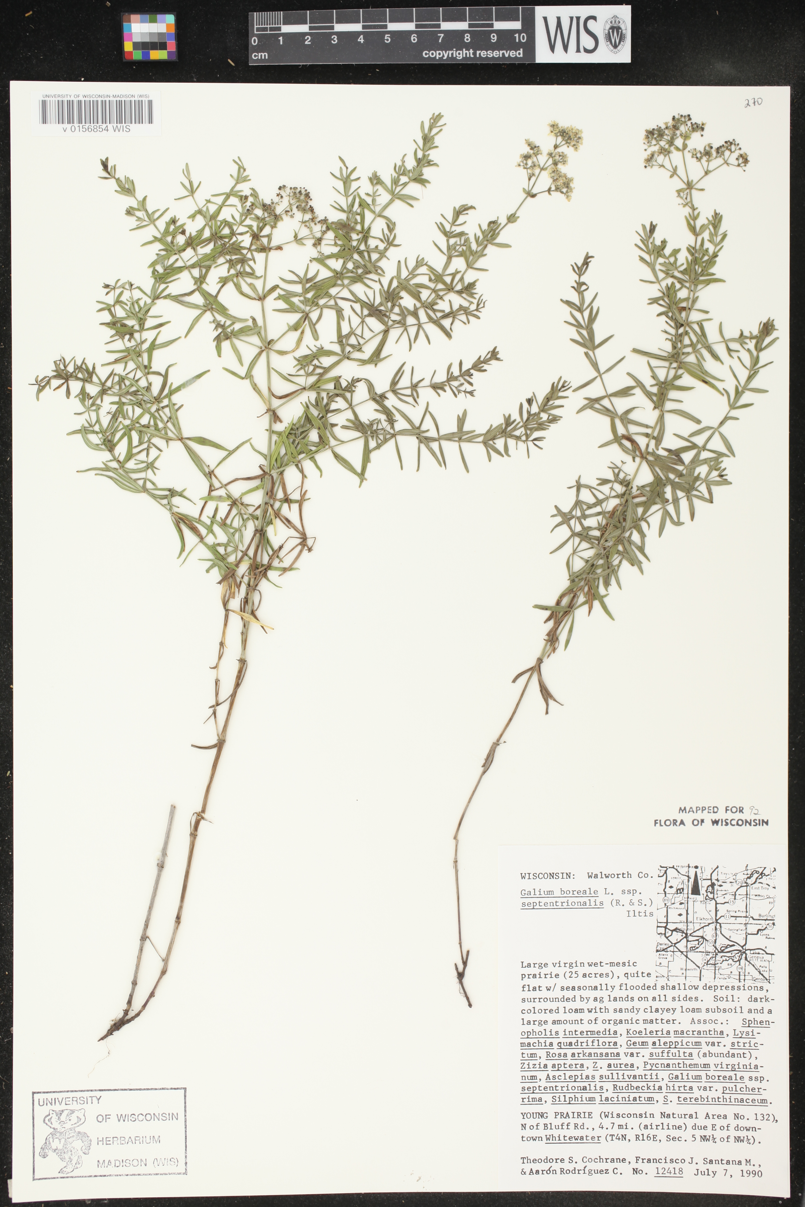 Galium boreale image