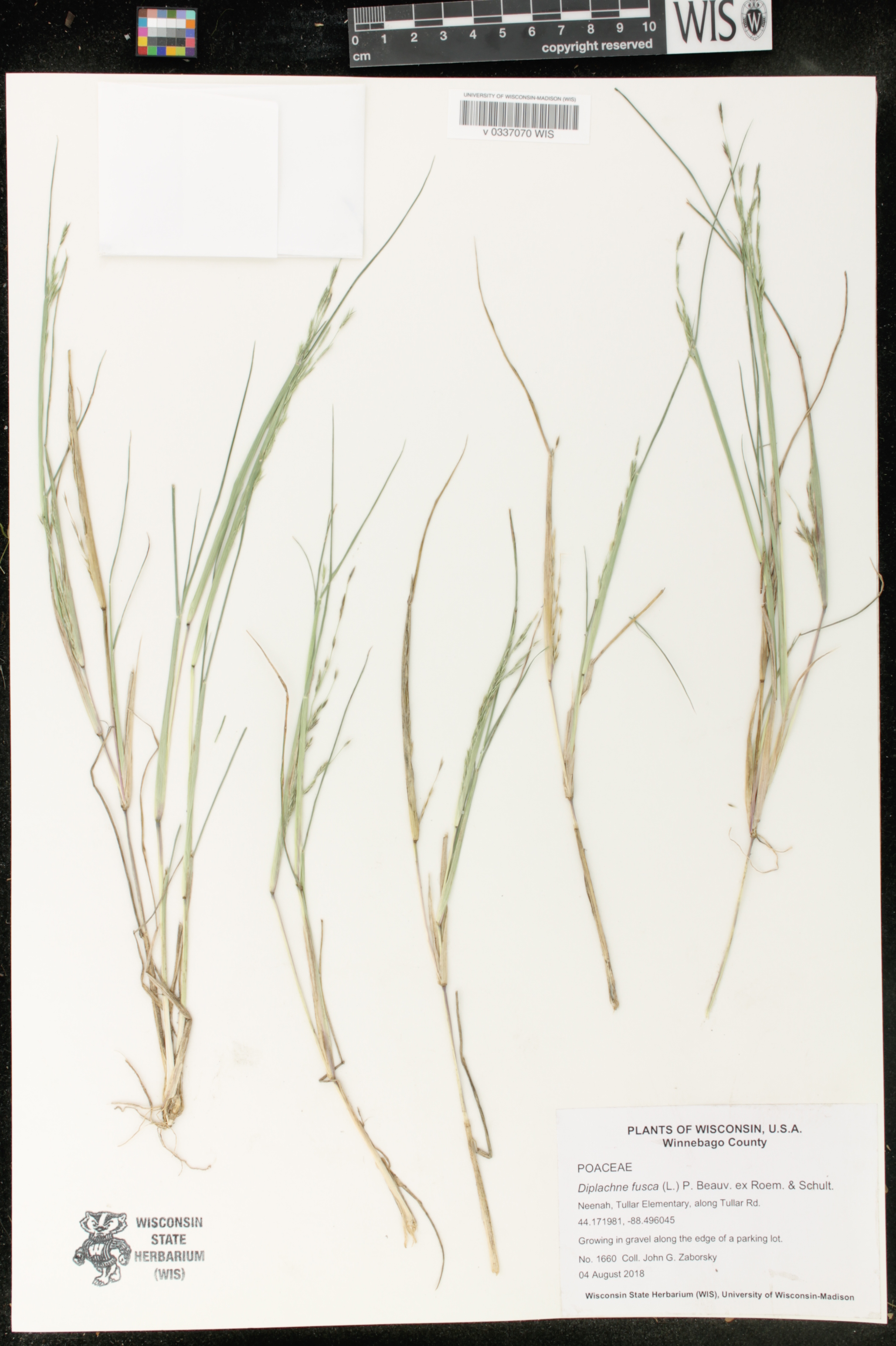 Diplachne fusca image