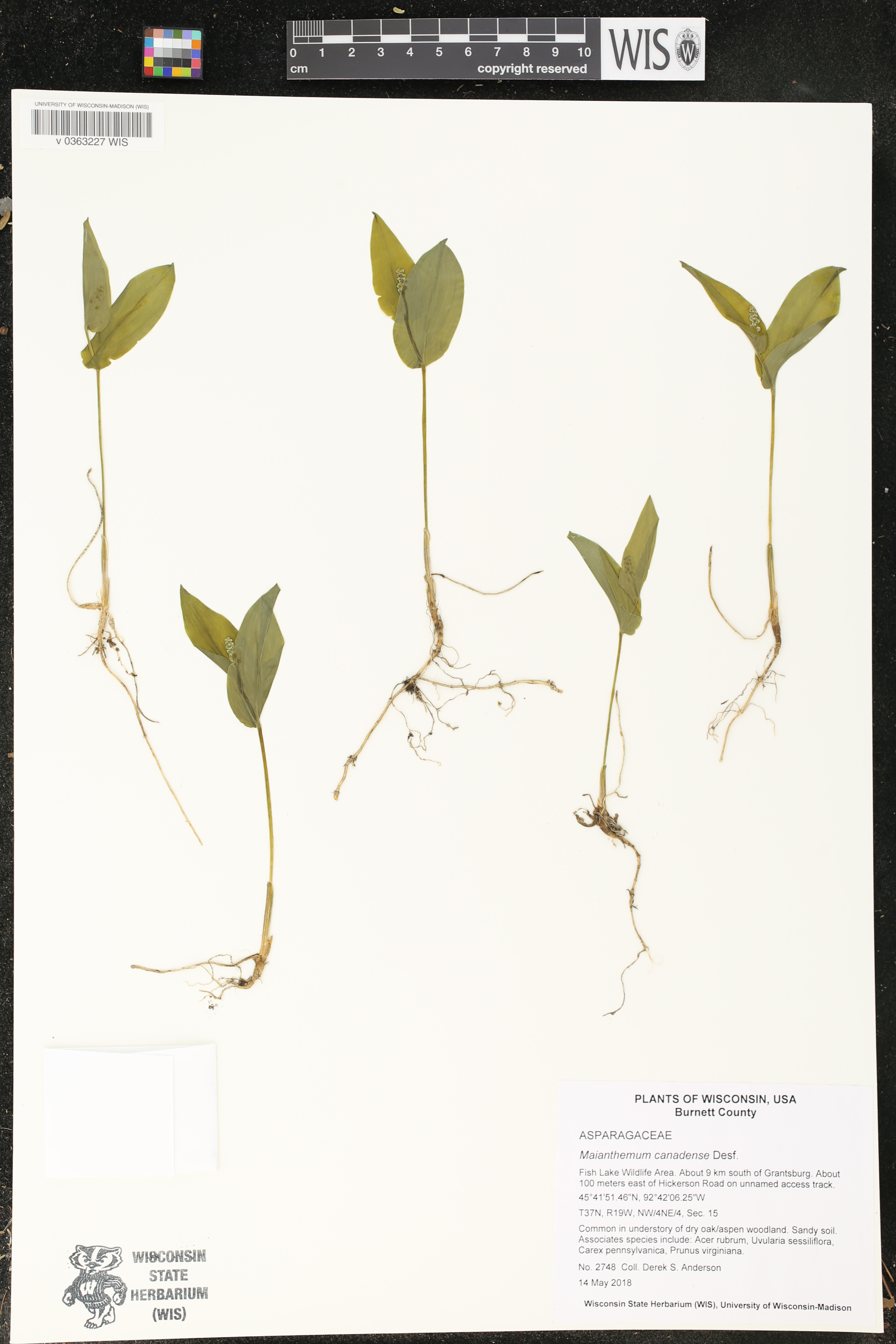 Maianthemum canadense image