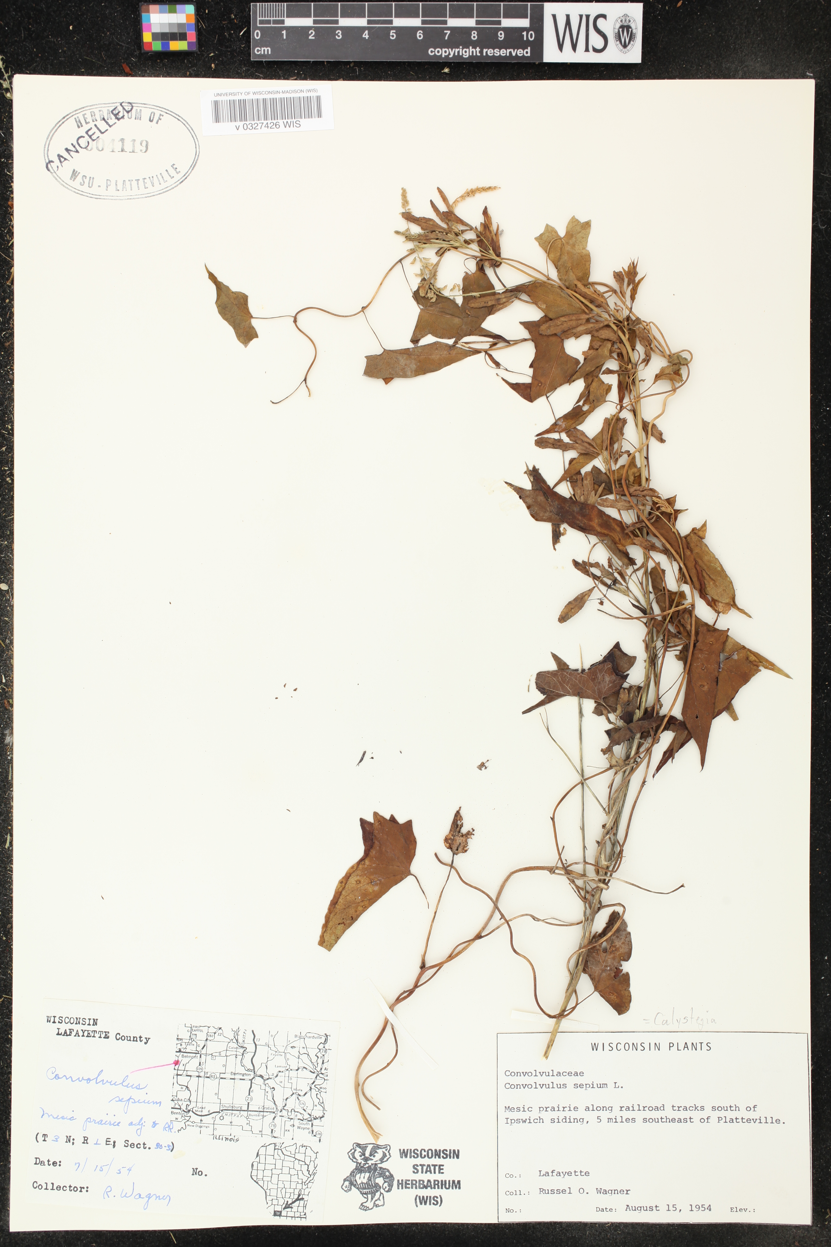 Calystegia sepium image