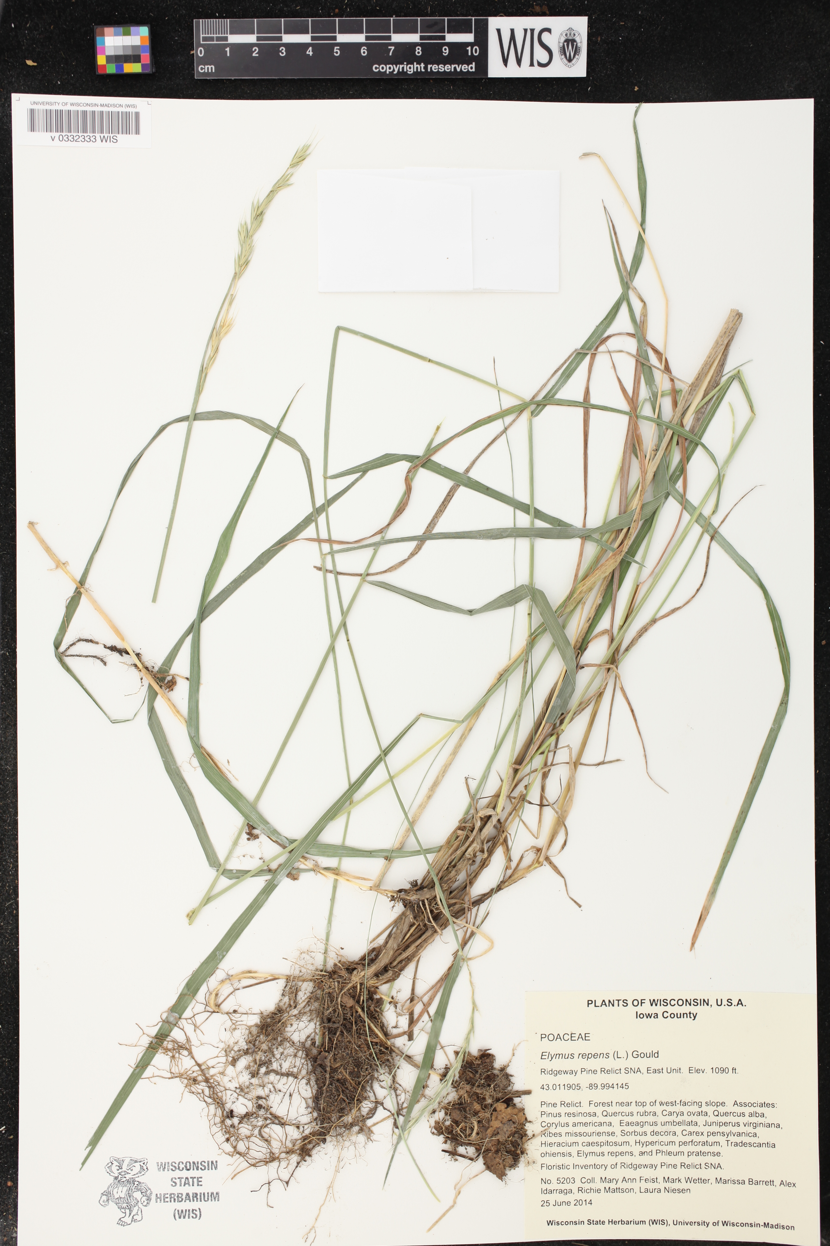 Elymus repens image