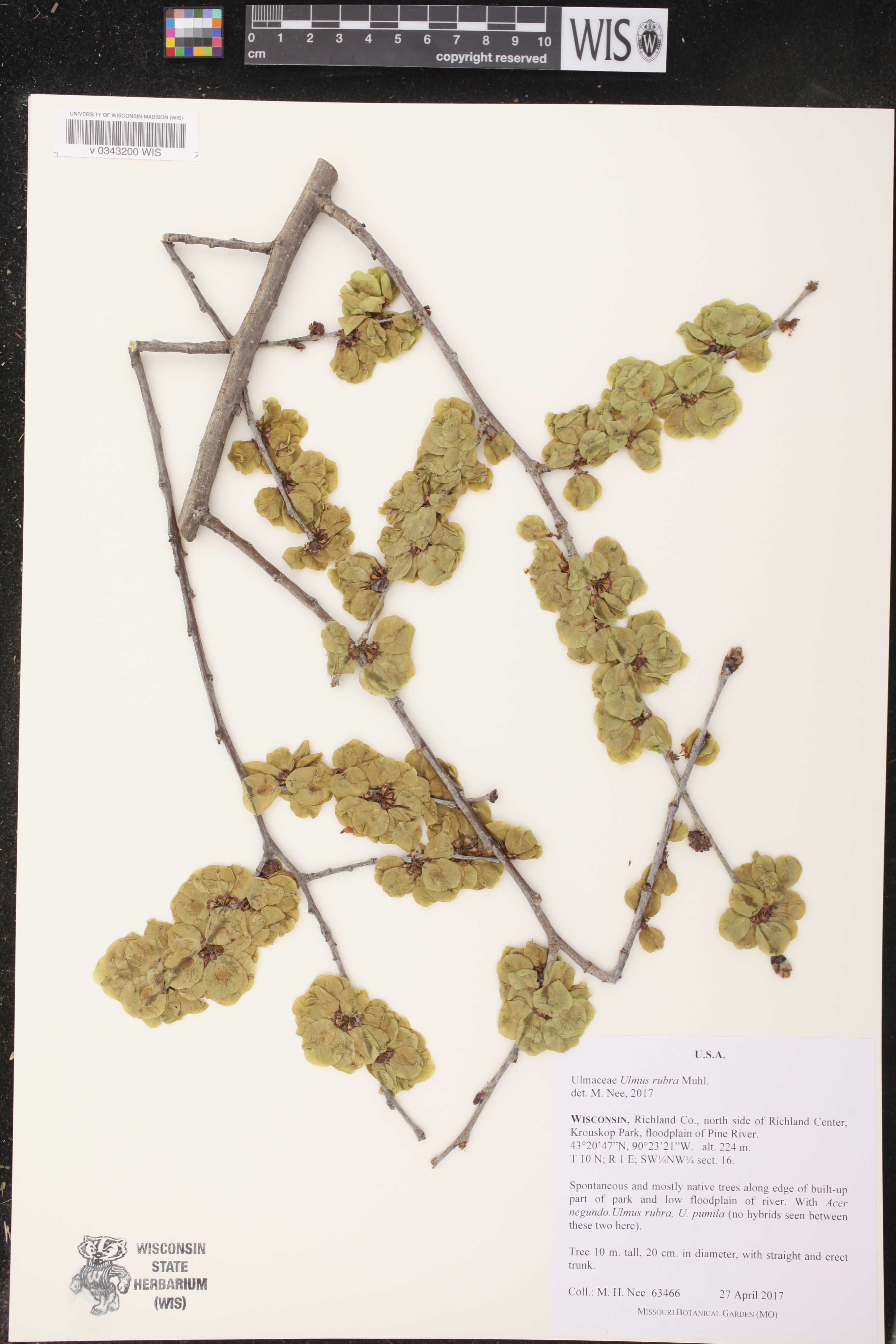 Ulmus rubra image