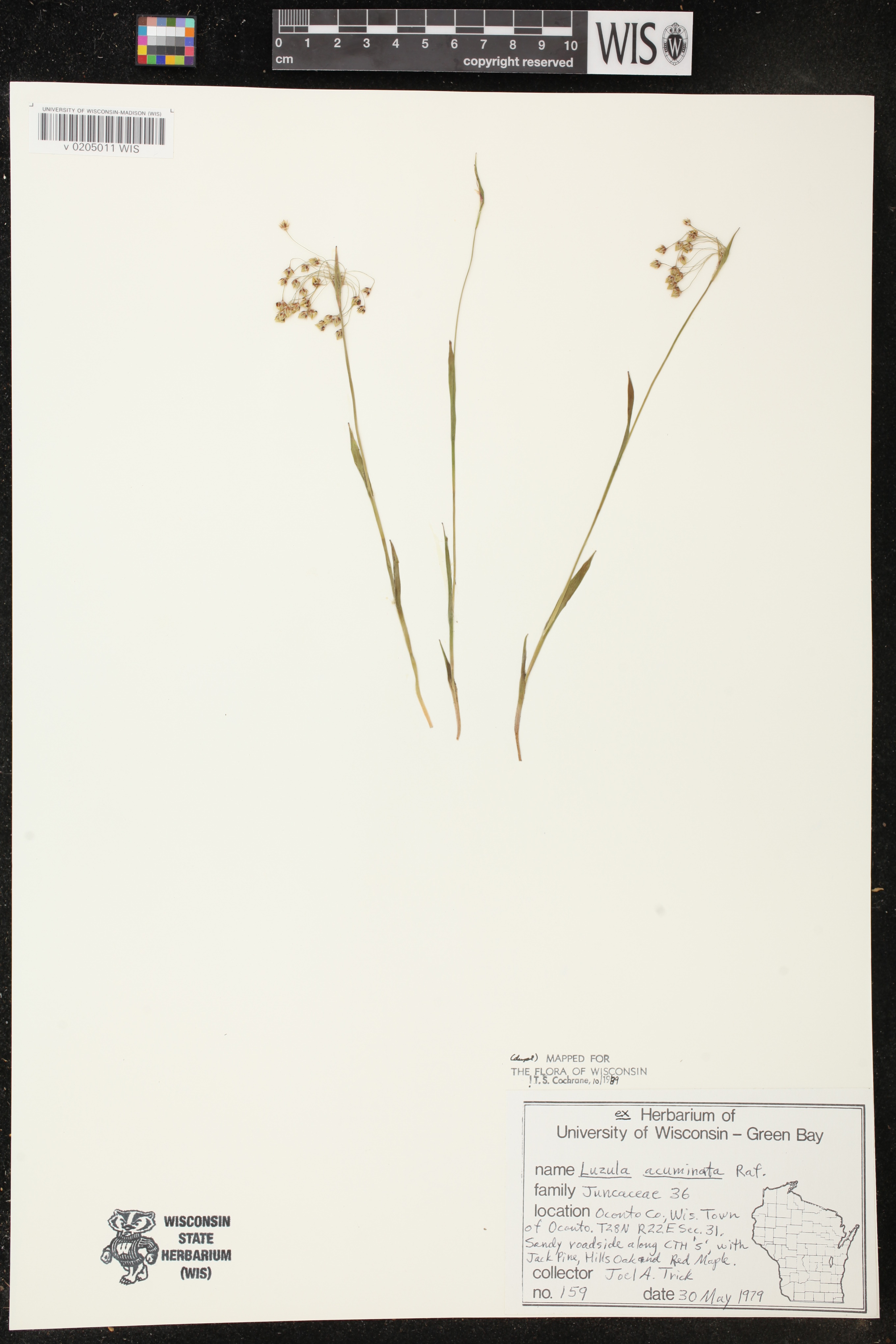 Luzula acuminata var. acuminata image
