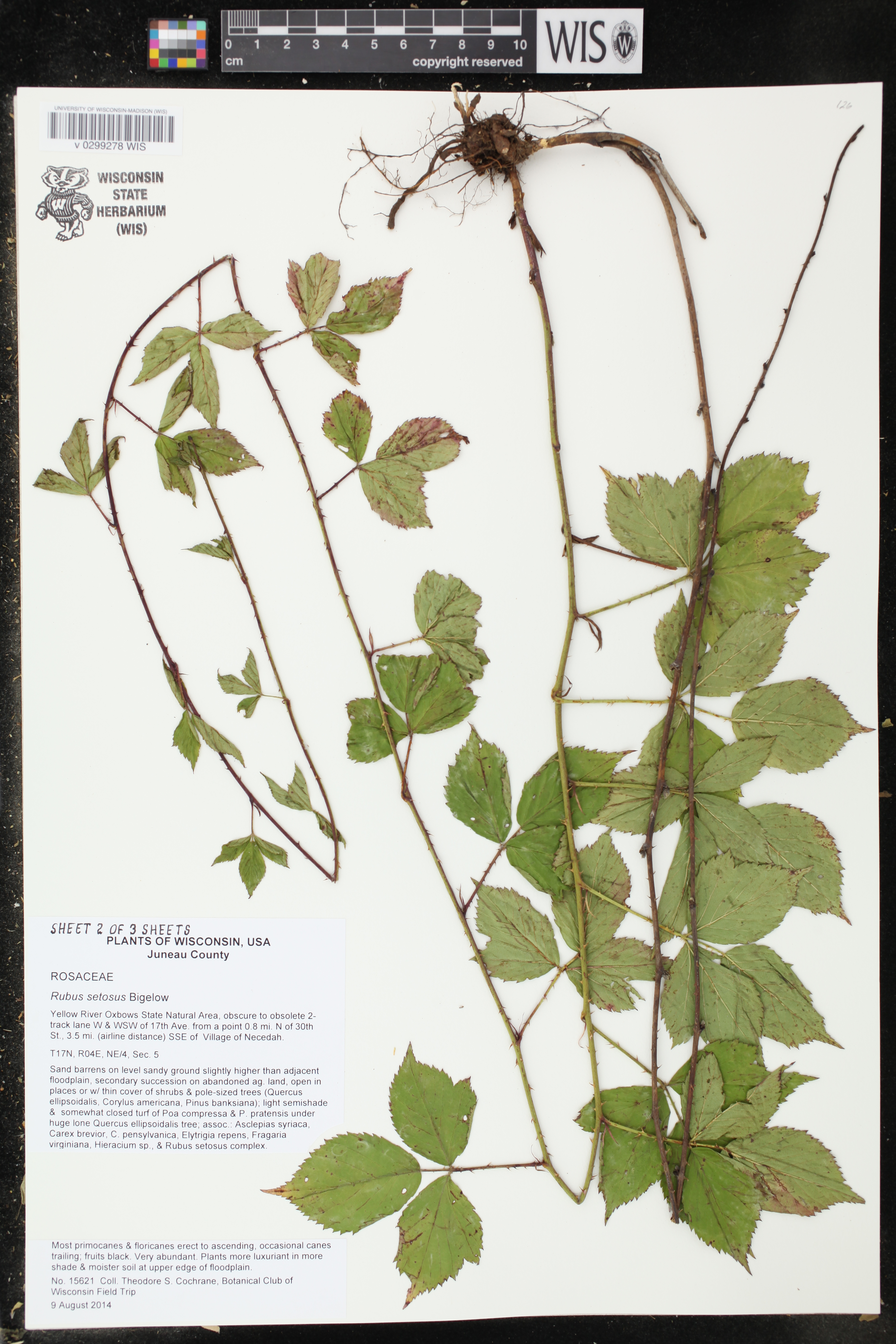 Rubus setosus image