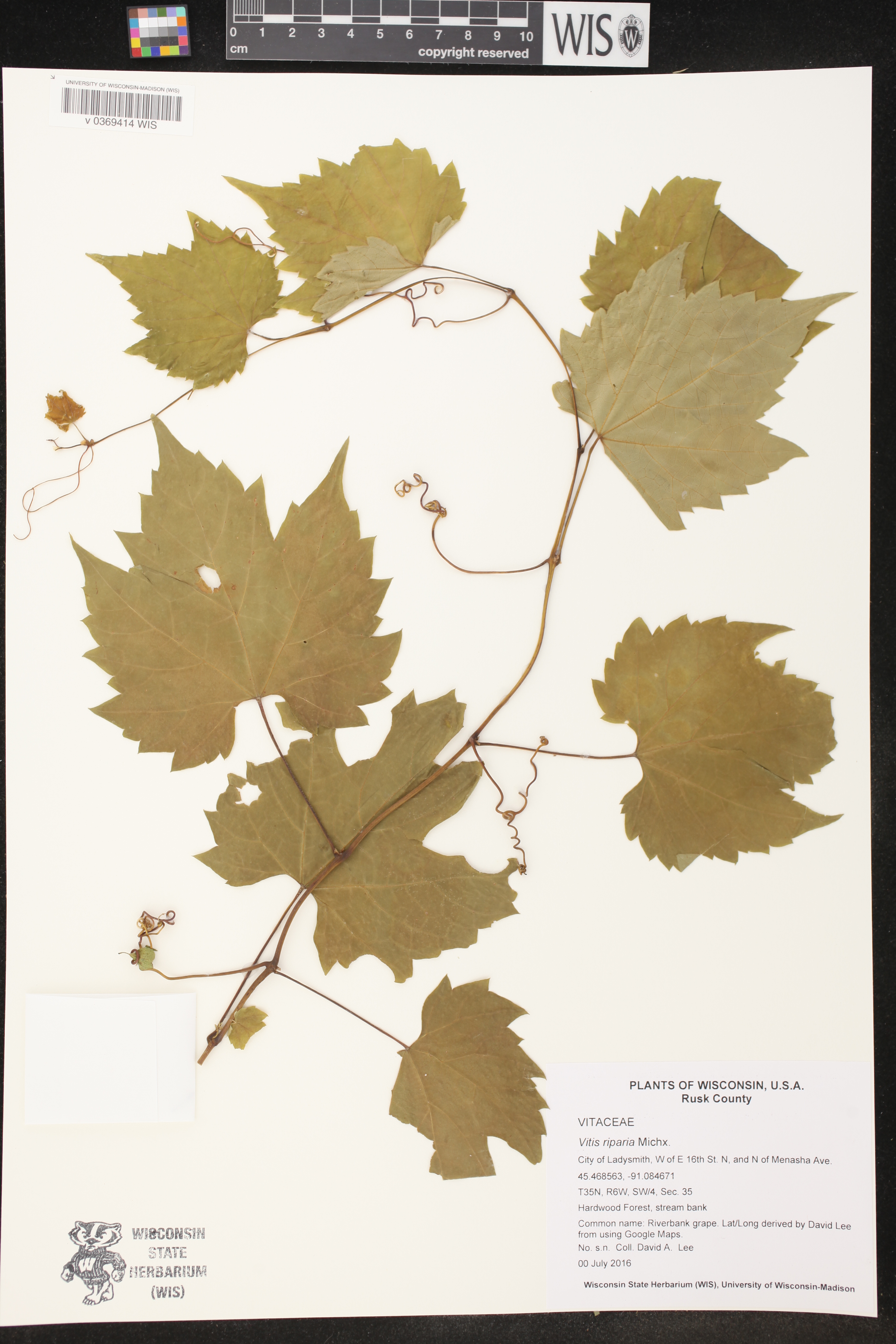 Vitis riparia image