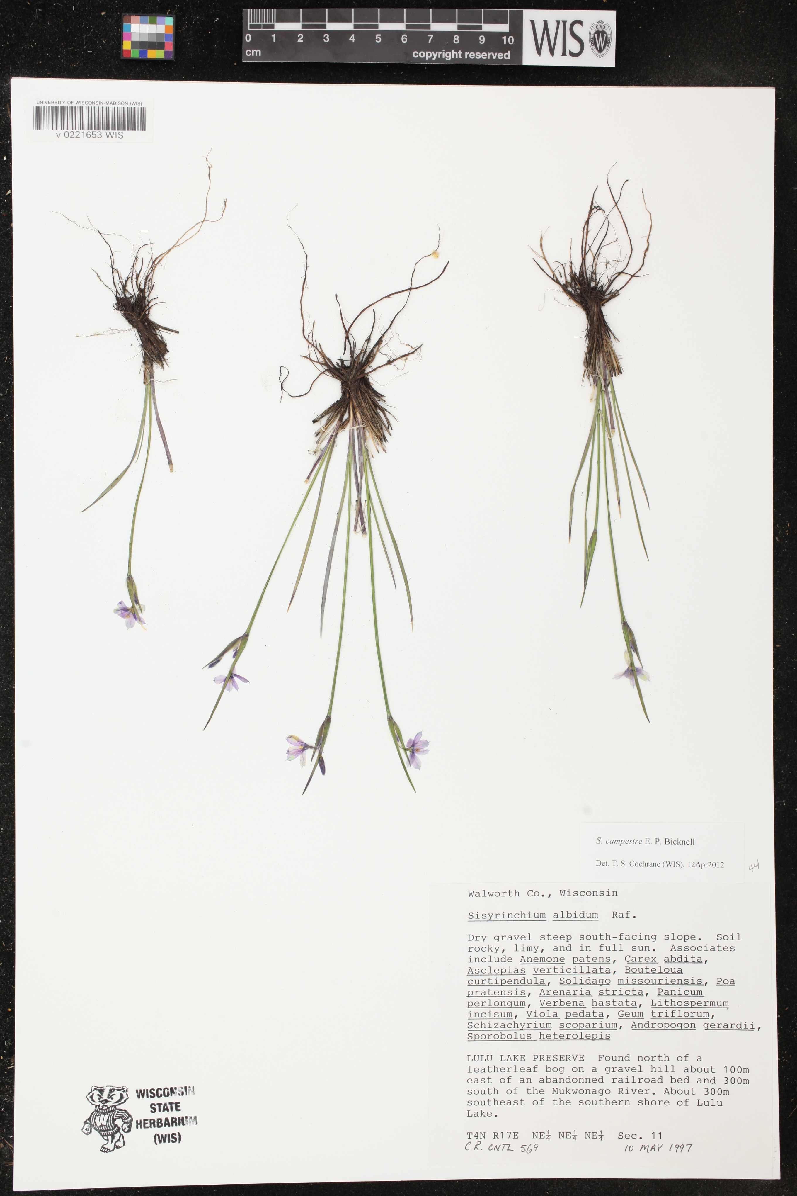 Sisyrinchium campestre image