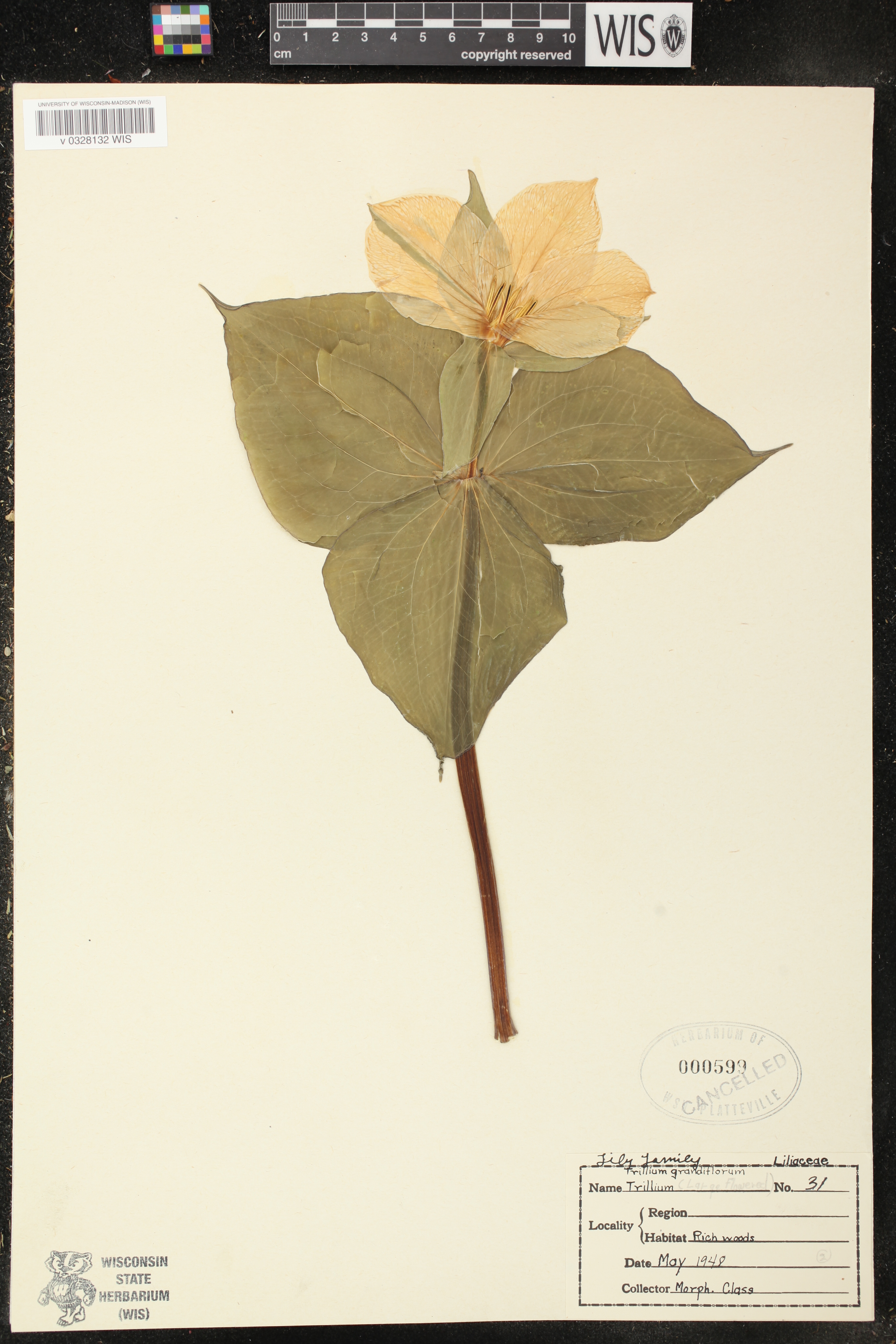 Trillium grandiflorum image